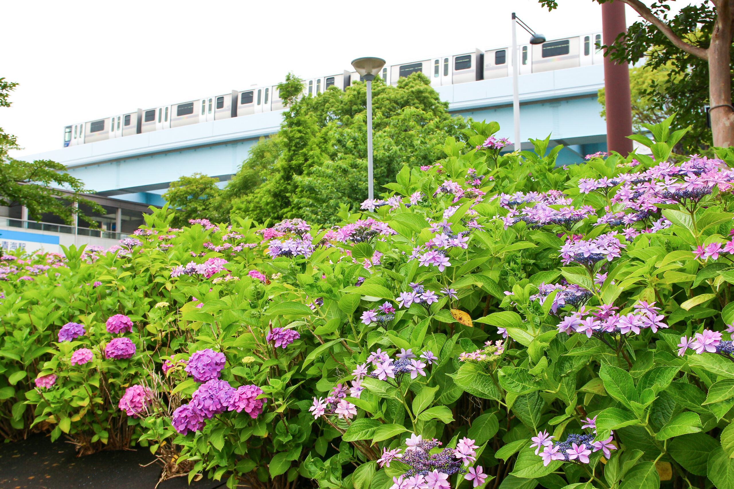 お台場あじさい