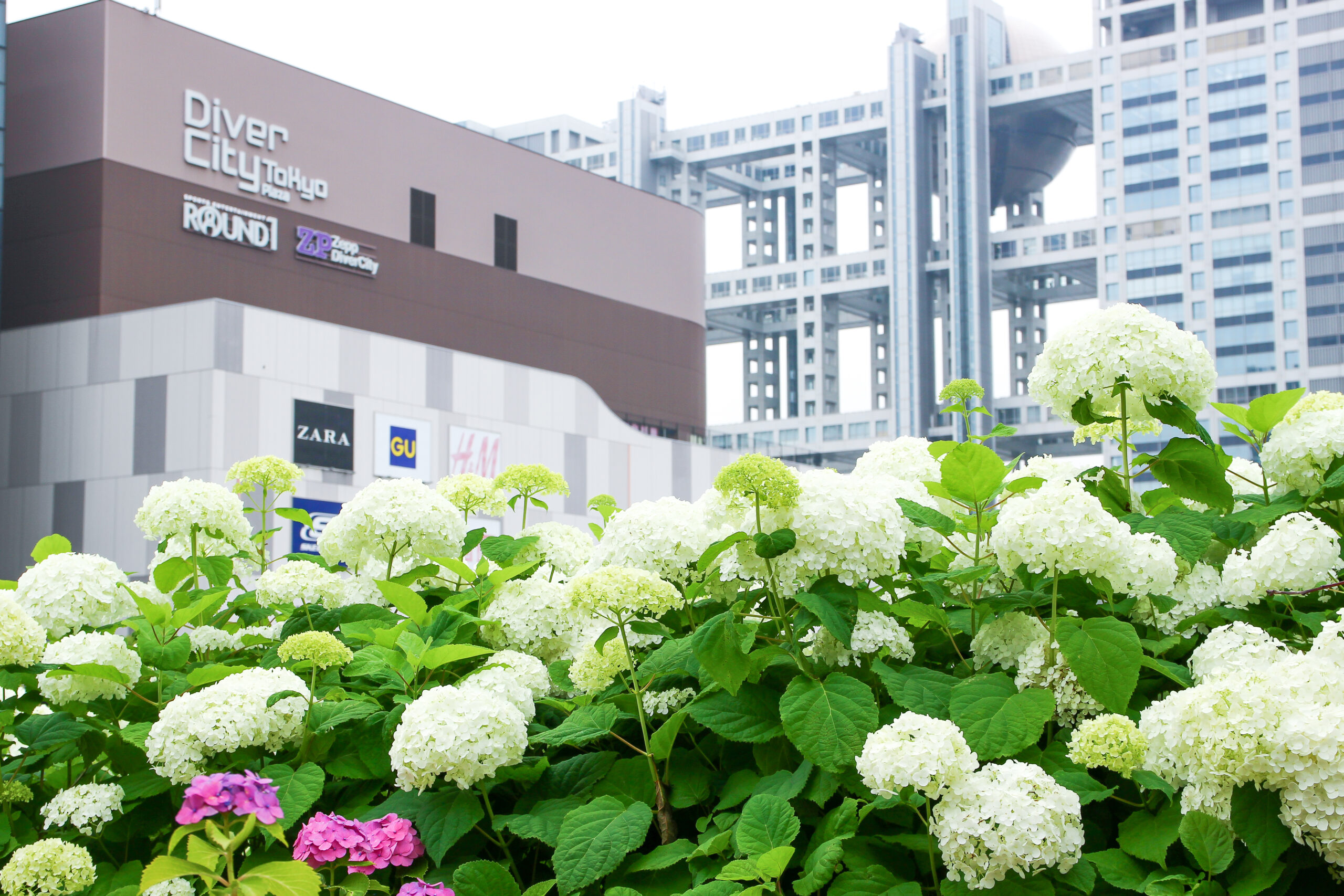 お台場あじさい