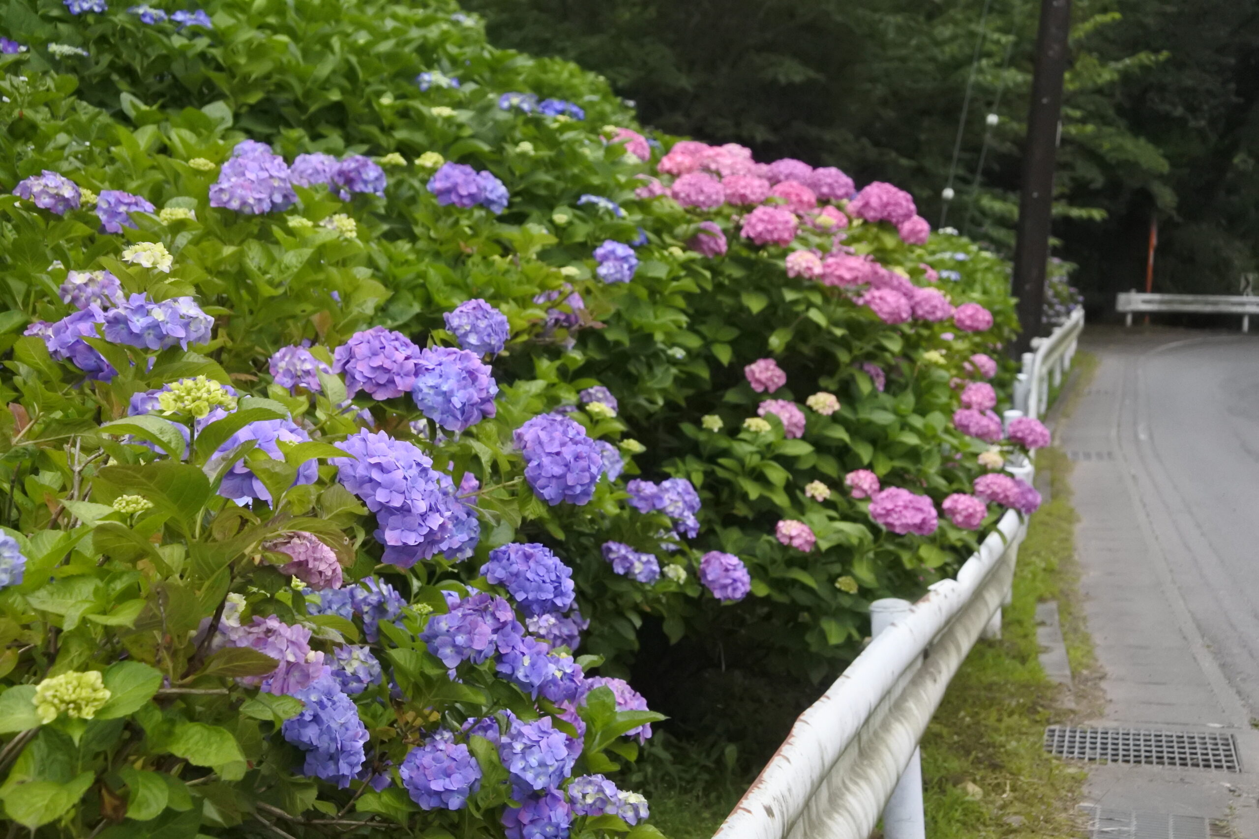 雨引観音「あじさい祭」