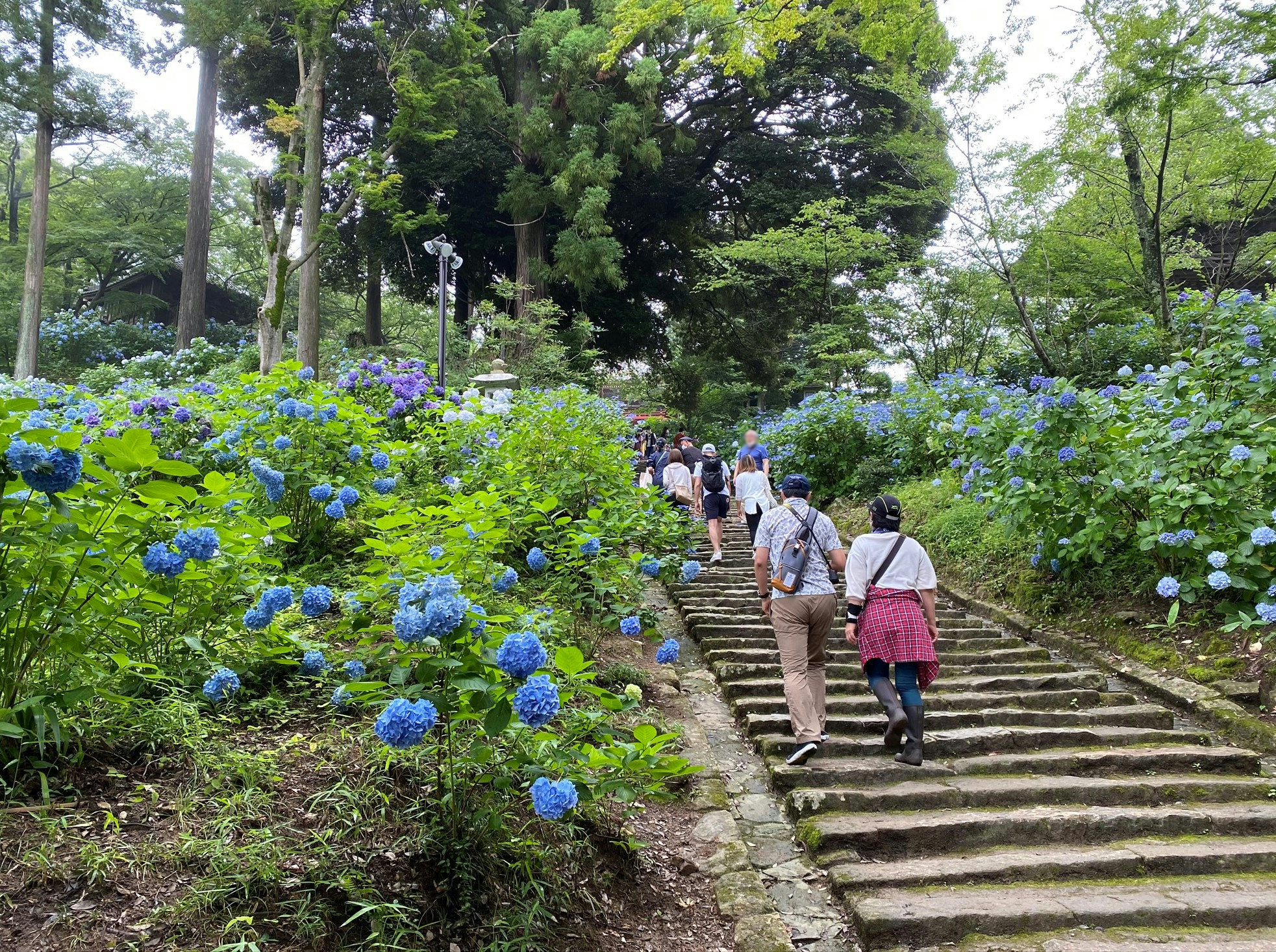 雨引観音「あじさい祭」