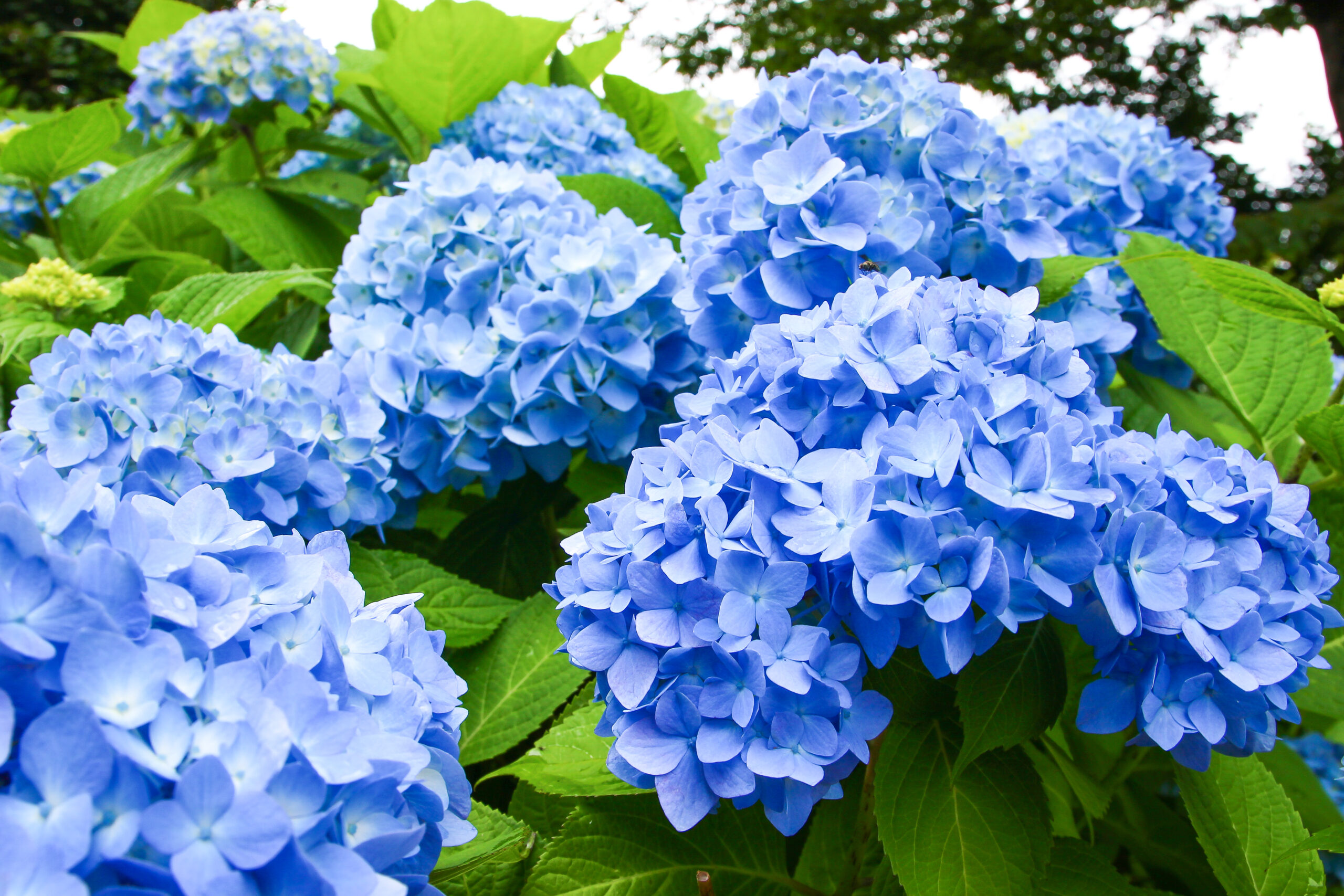 水戸のあじさいまつり