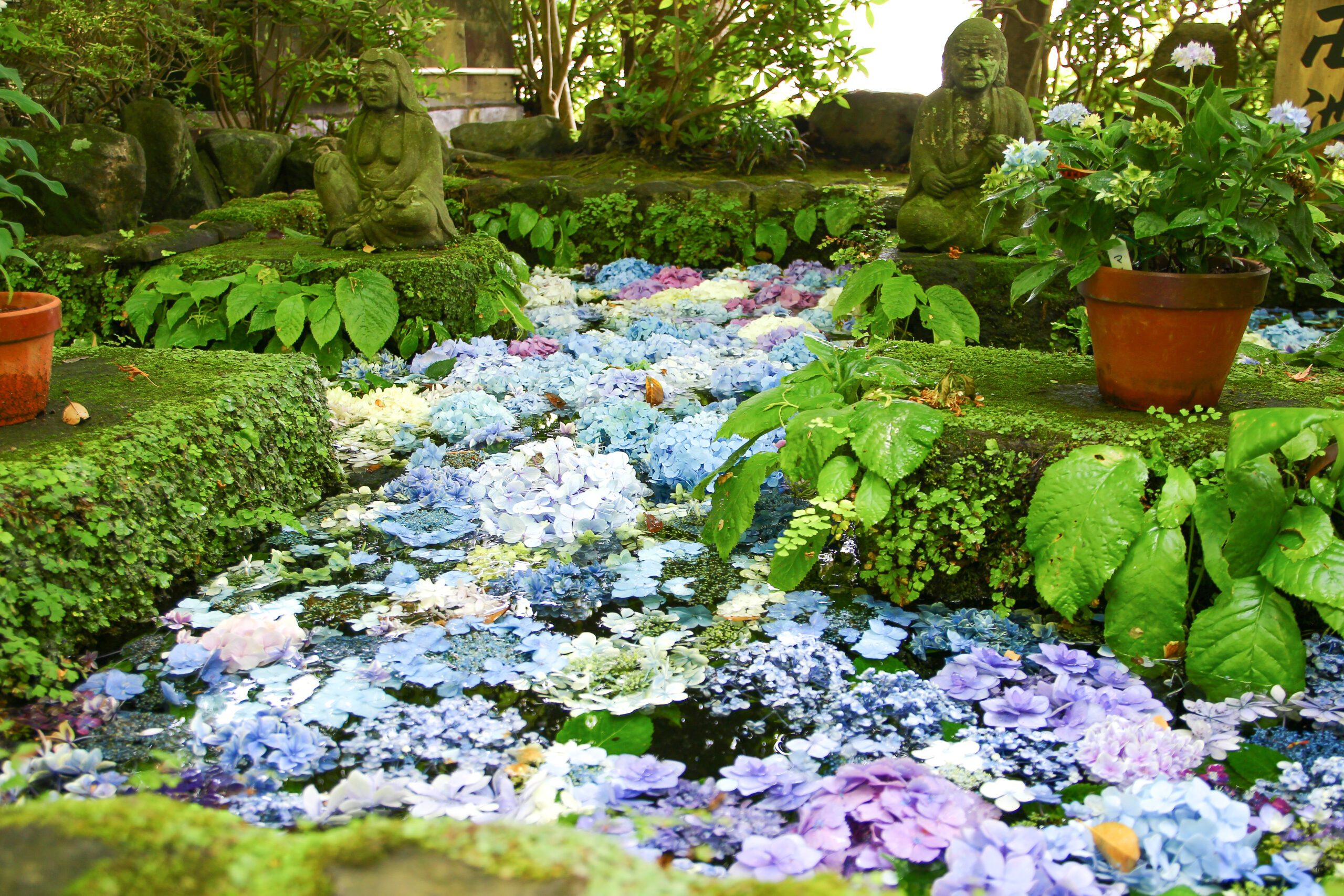 長谷寺あじさい