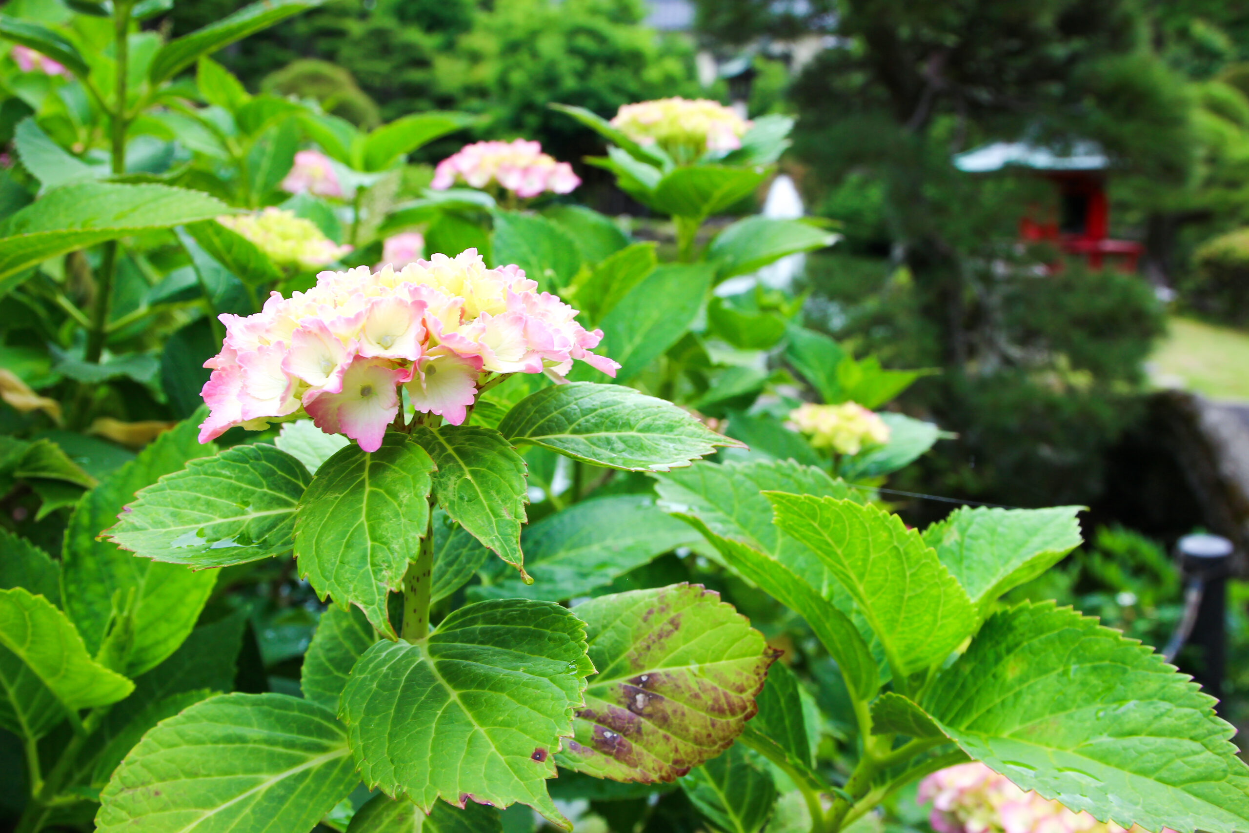 水戸のあじさいまつり