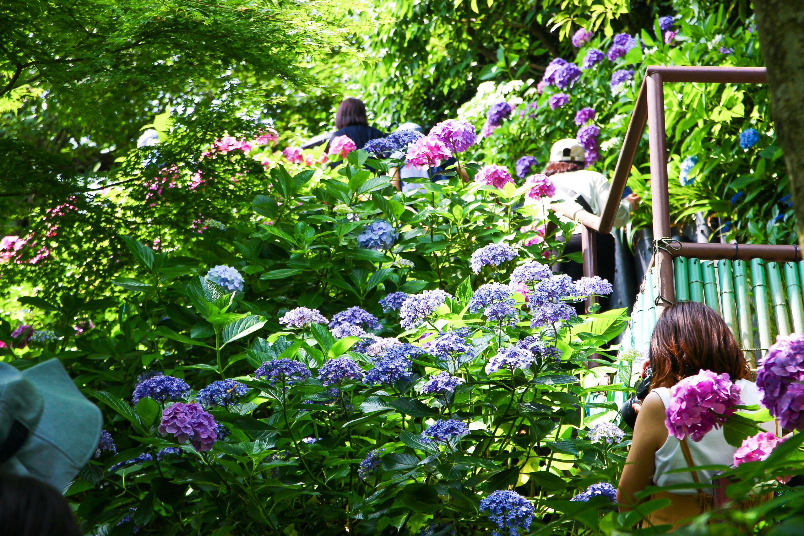 長谷寺あじさい