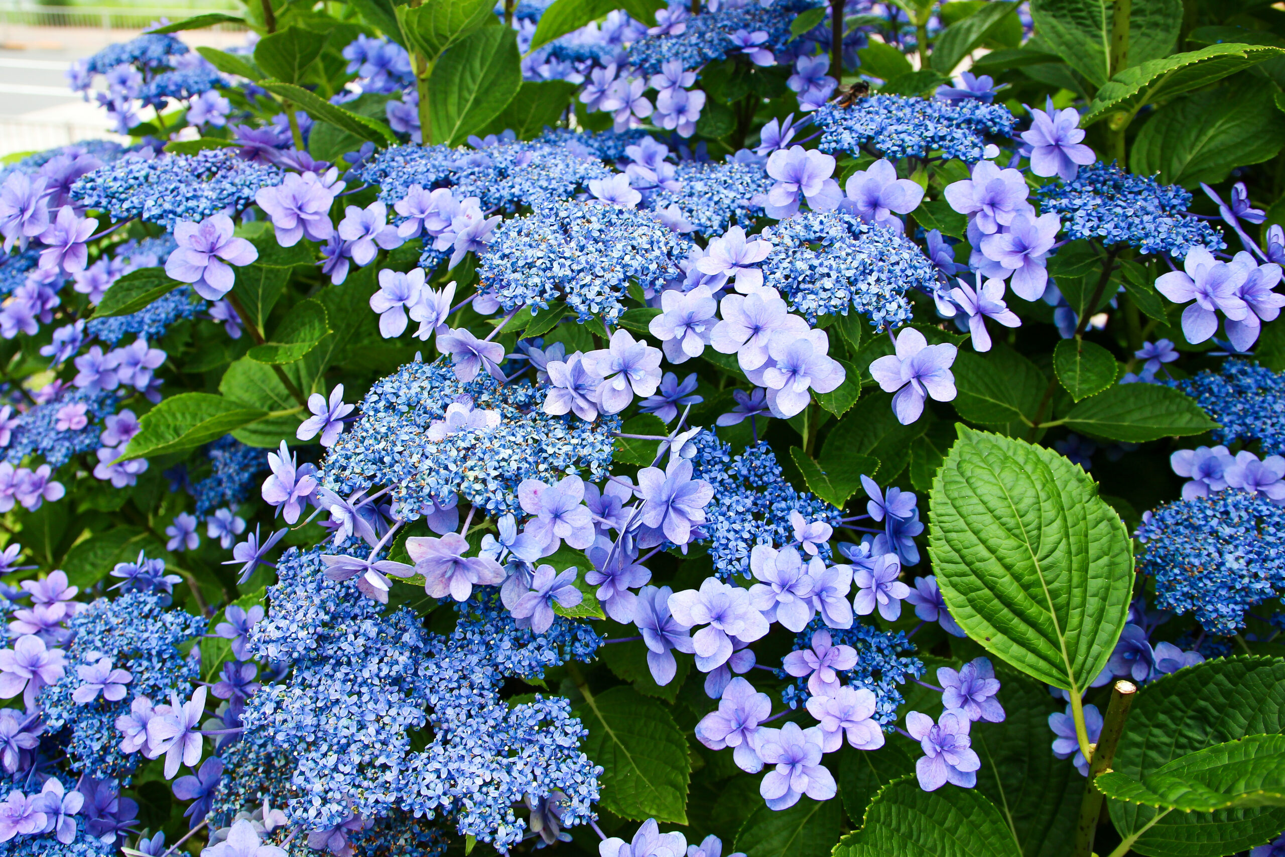 お台場あじさい