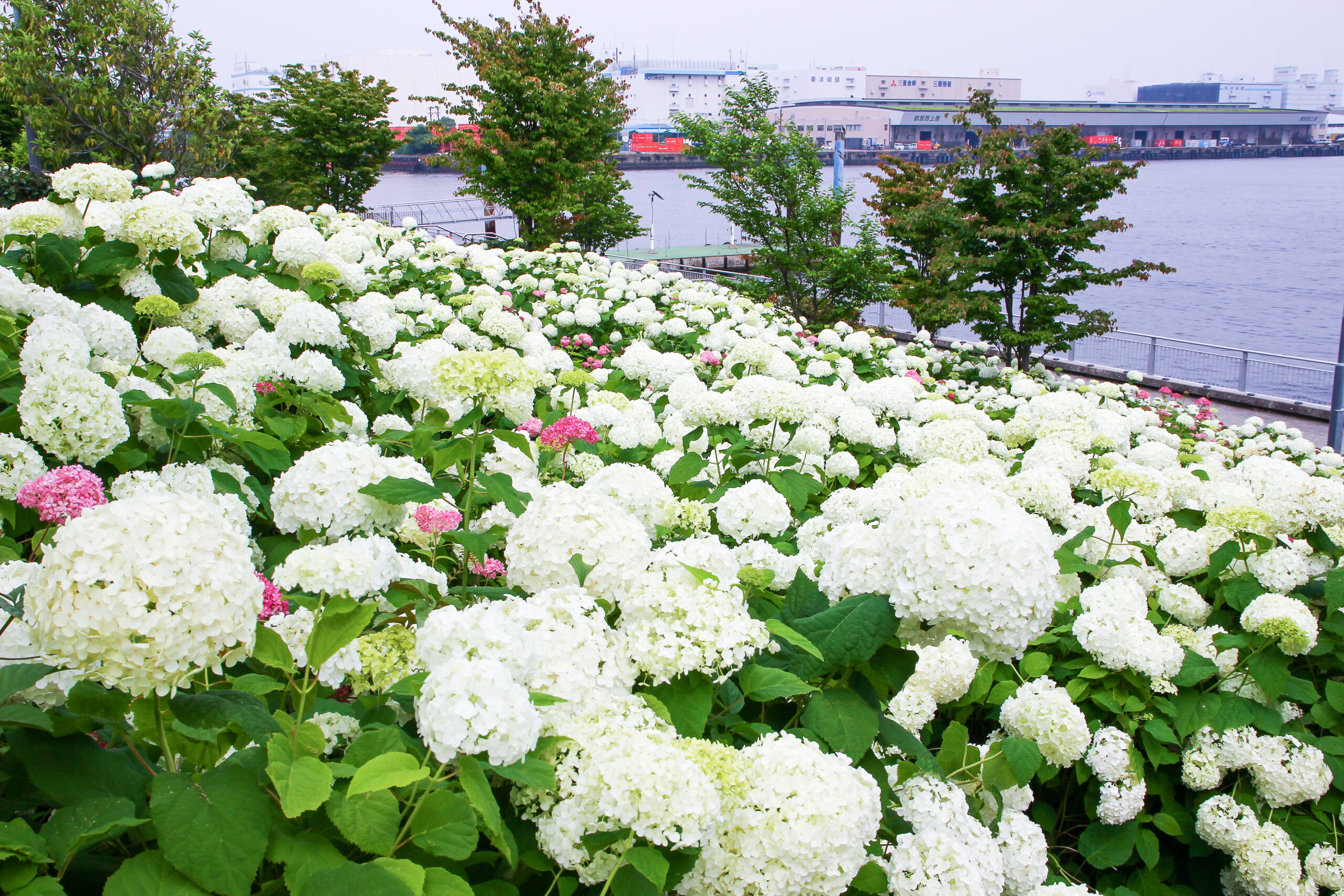 お台場あじさい