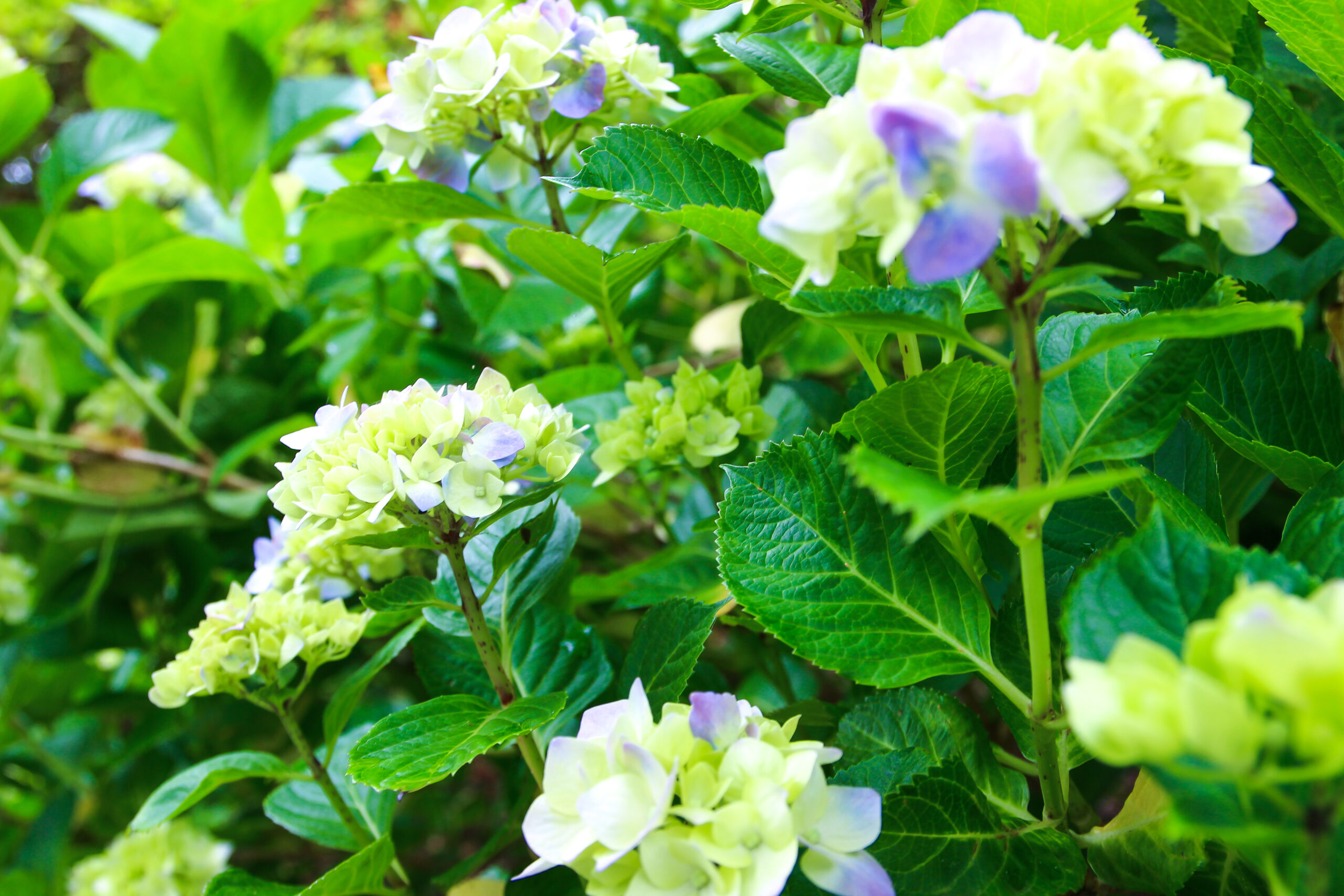 水戸のあじさいまつり