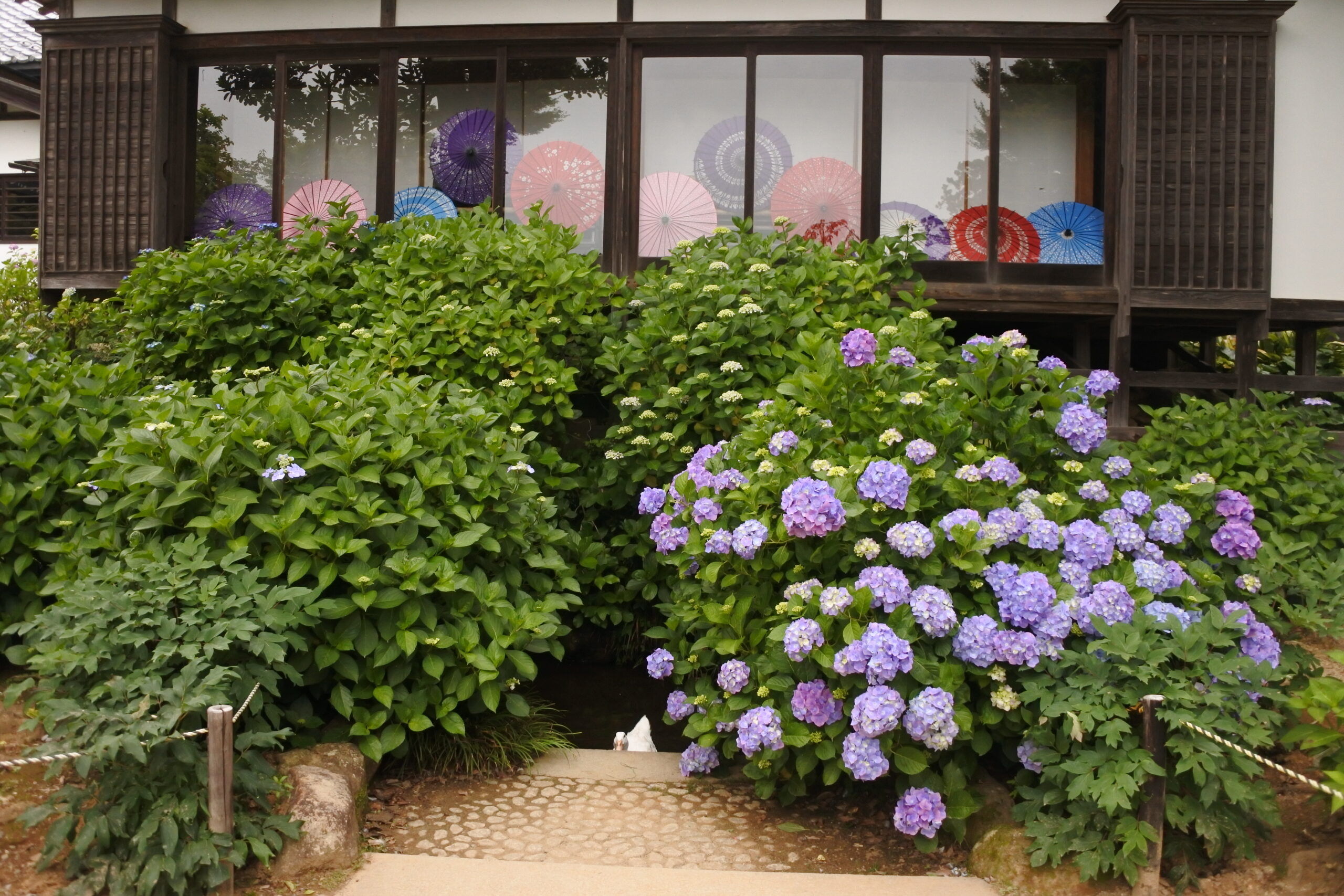 雨引観音「あじさい祭」