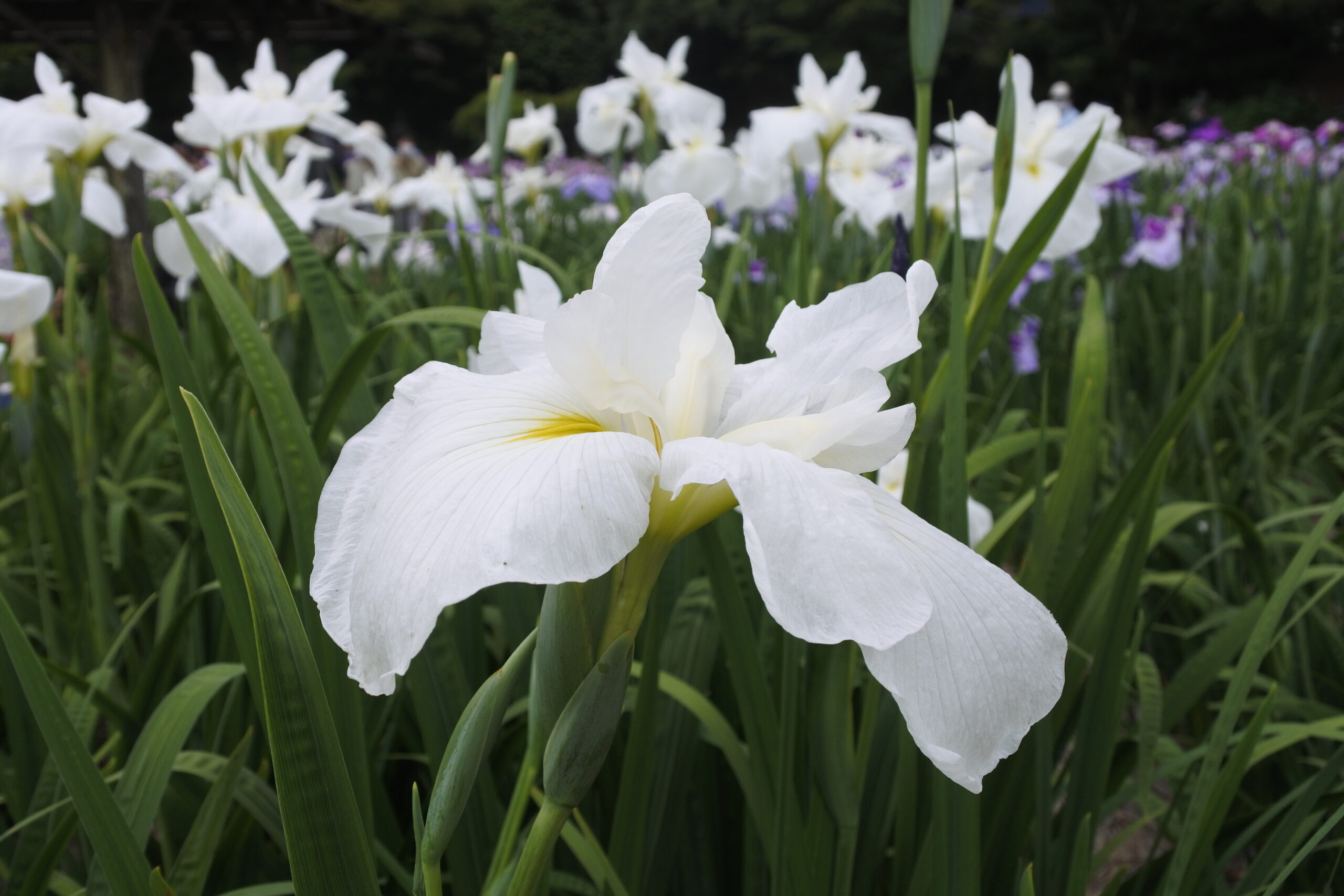 染谷花しょうぶ園