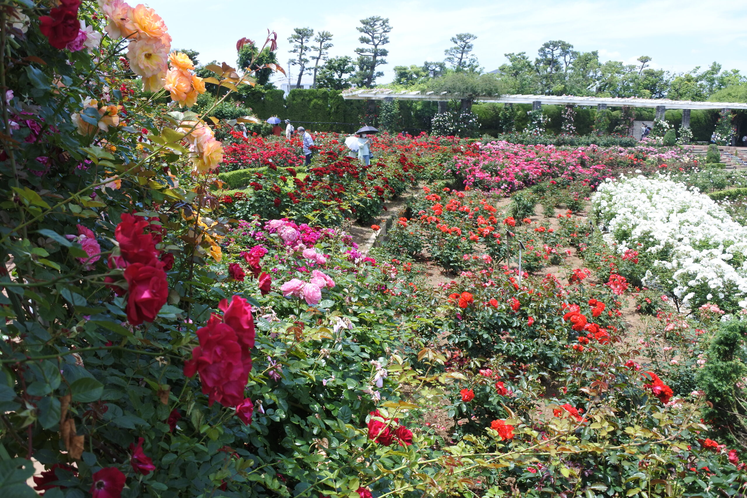 谷津バラ園