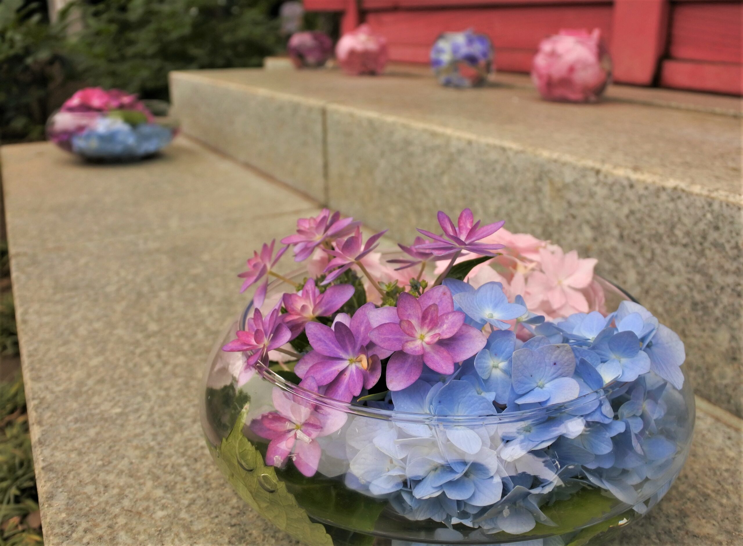 雨引観音「あじさい祭」