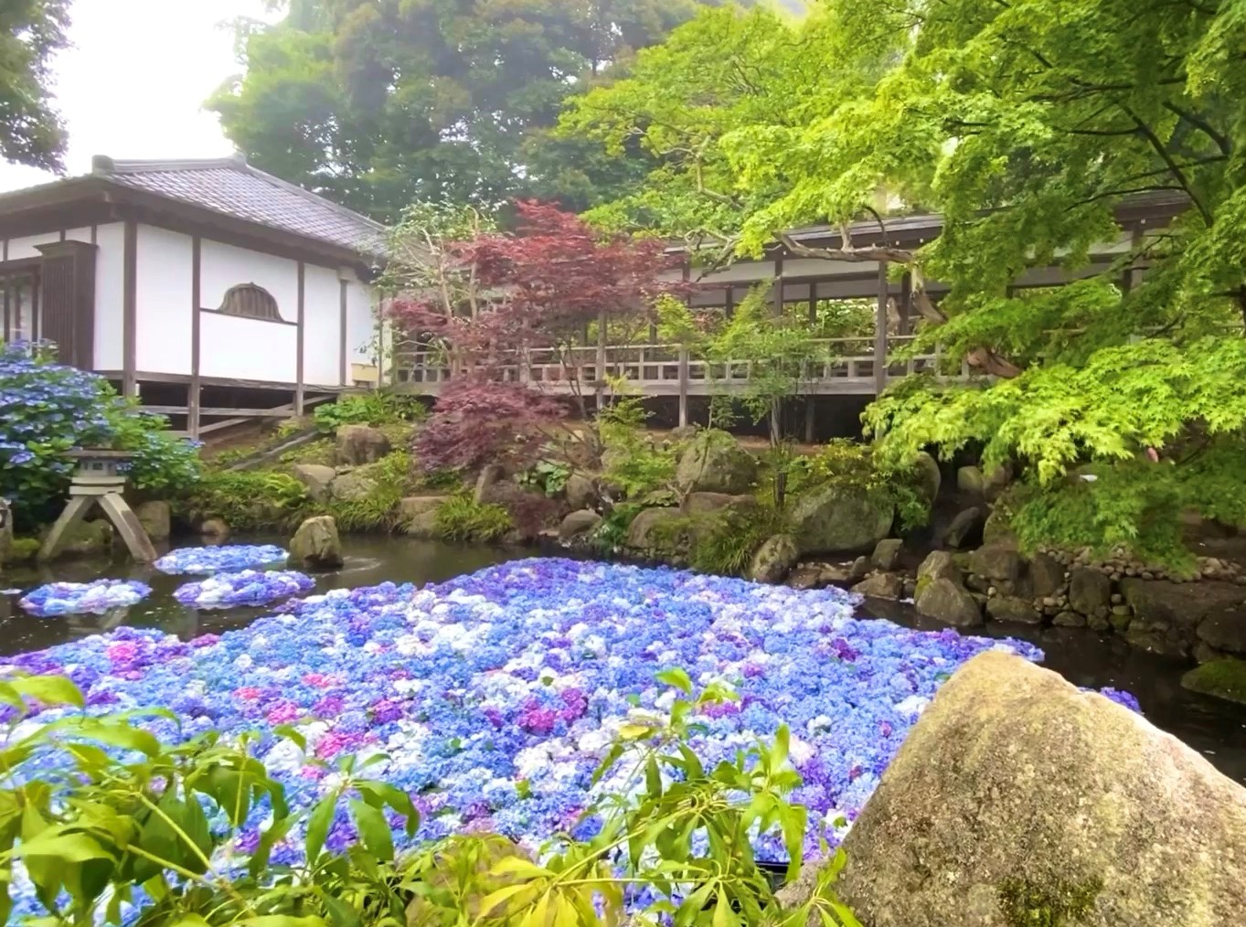 雨引観音「あじさい祭」