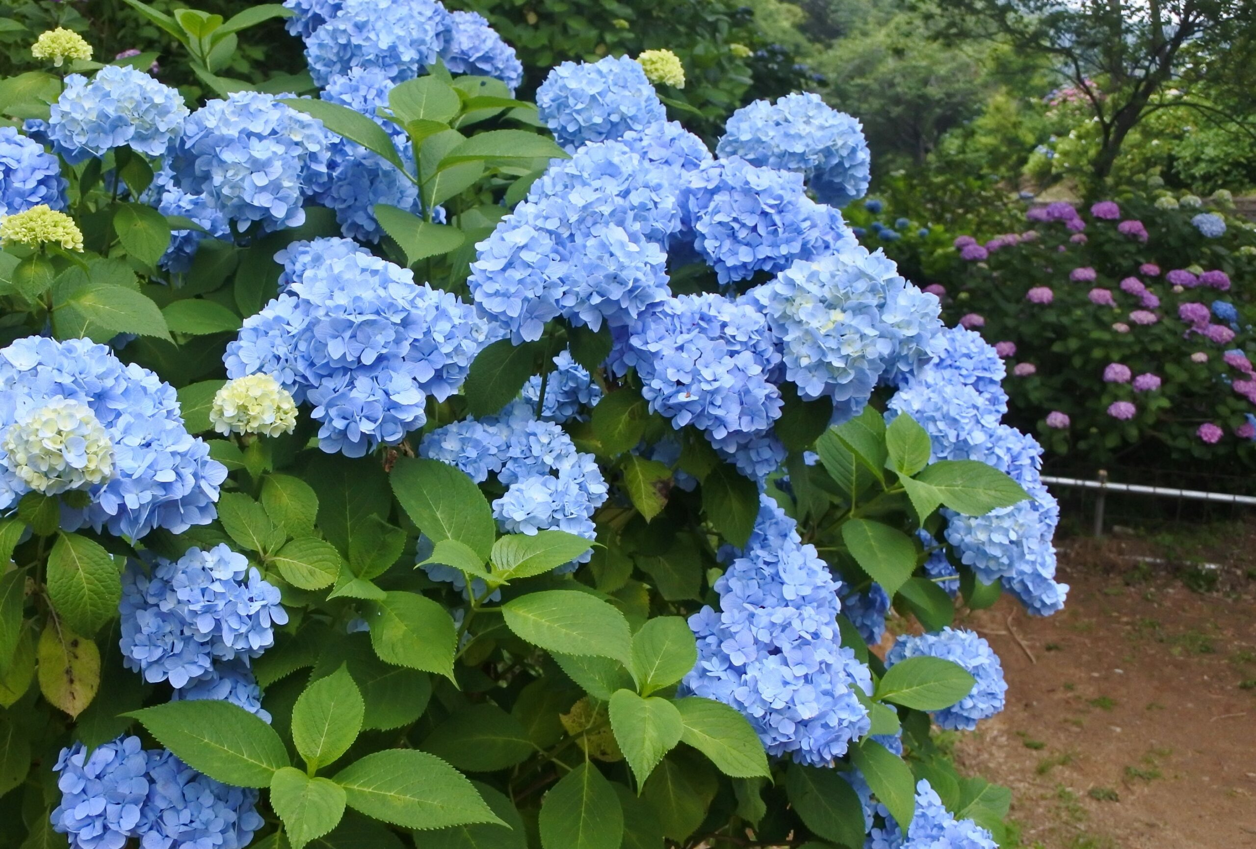 雨引観音「あじさい祭」