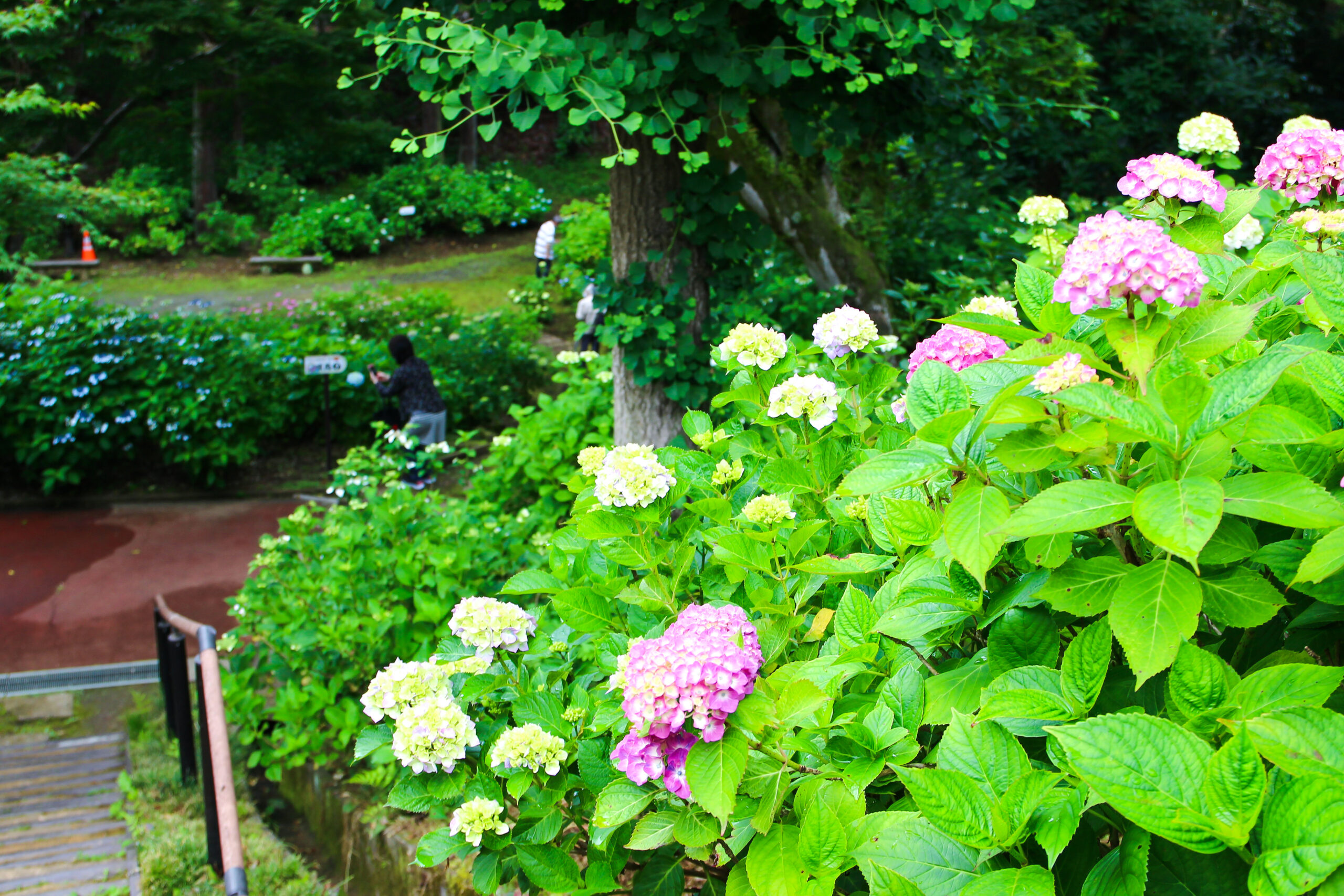 水戸のあじさいまつり