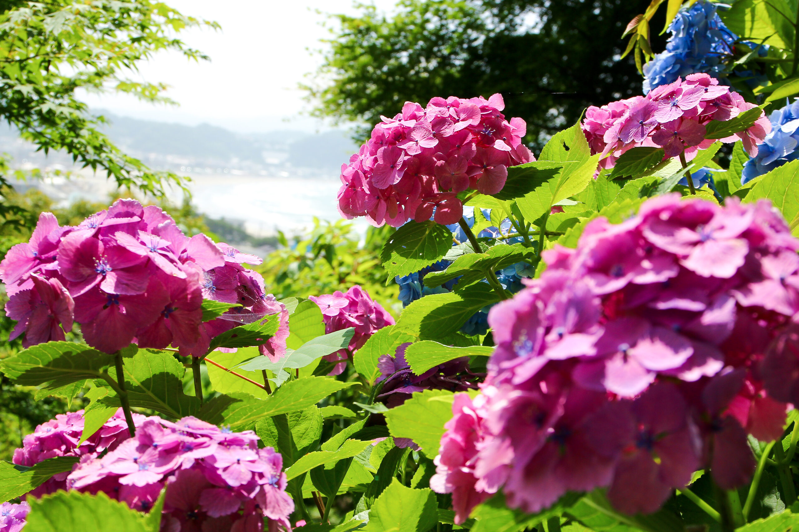 長谷寺あじさい