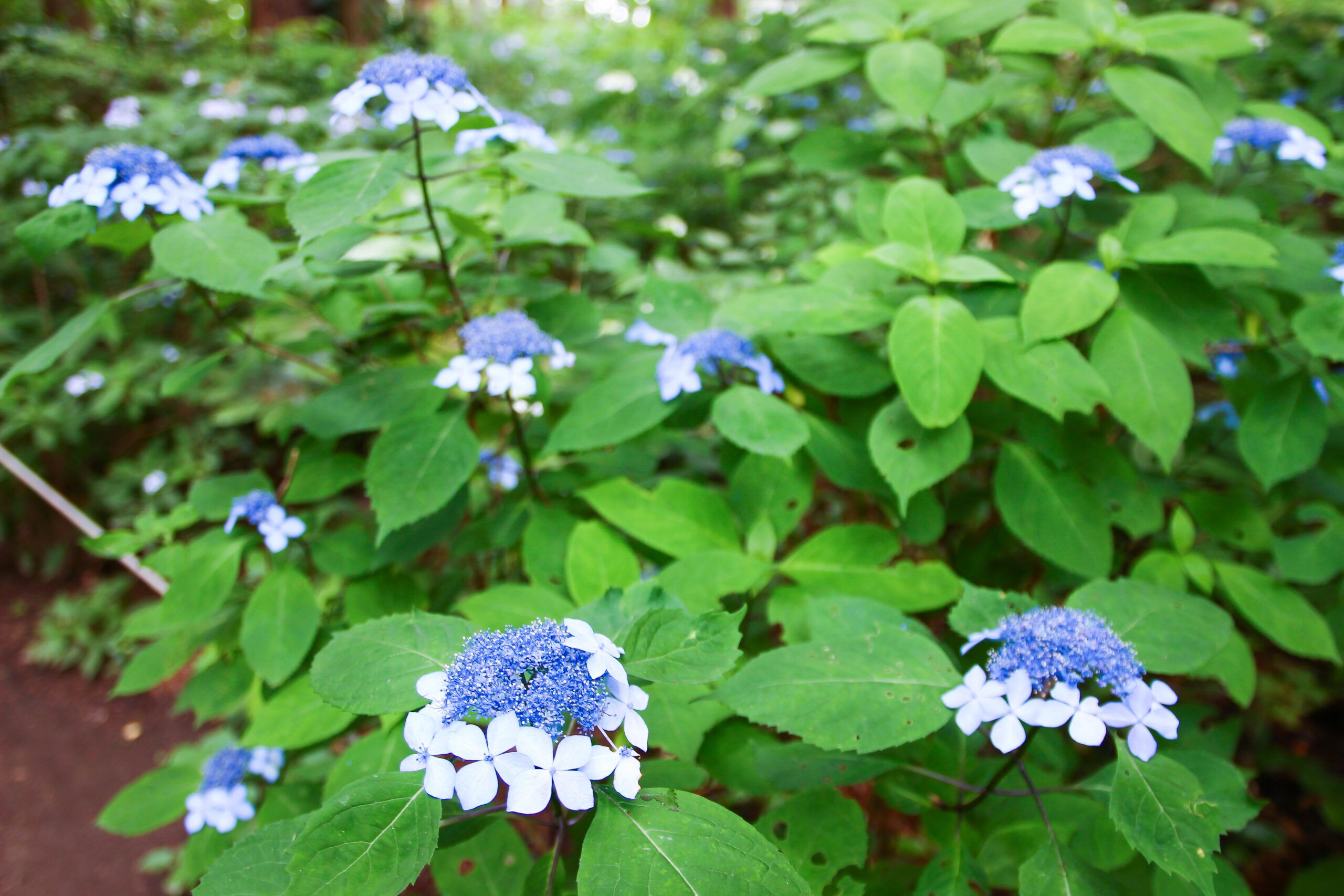 水戸のあじさいまつり