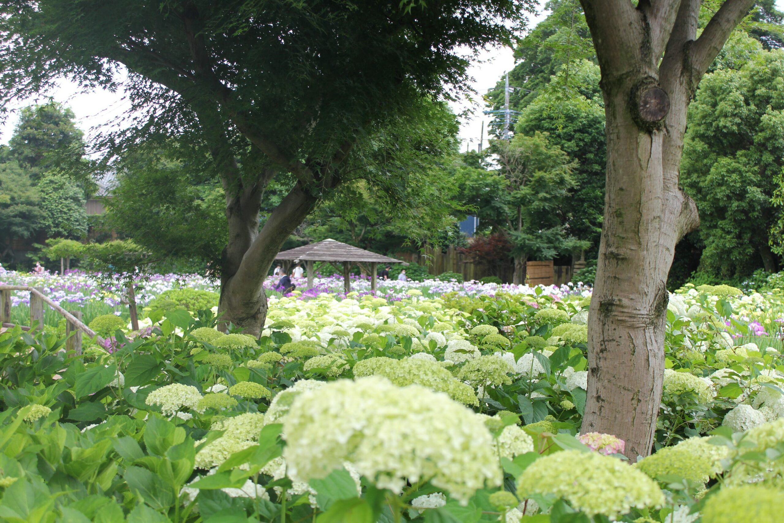 染谷花しょうぶ園