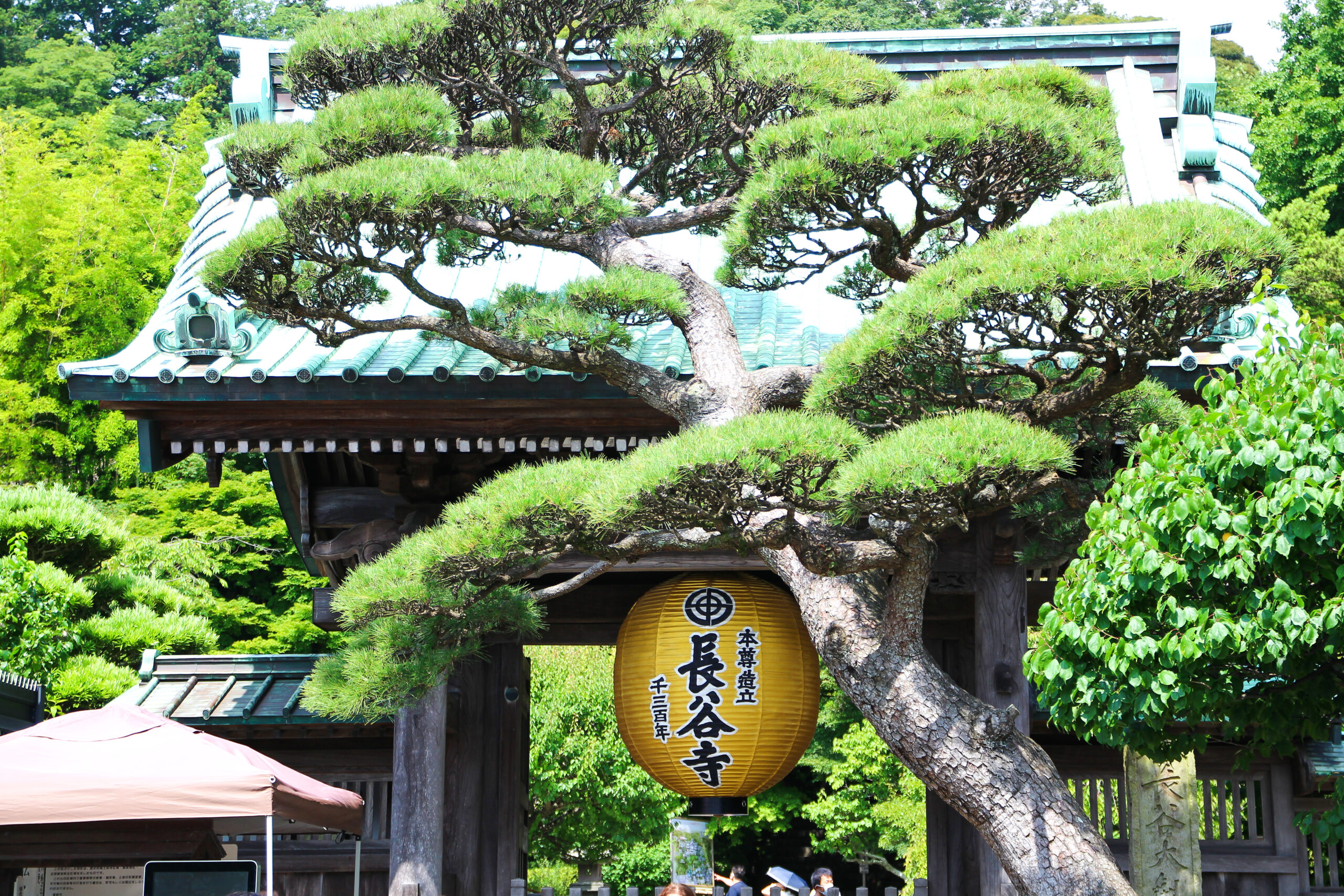 長谷寺あじさい