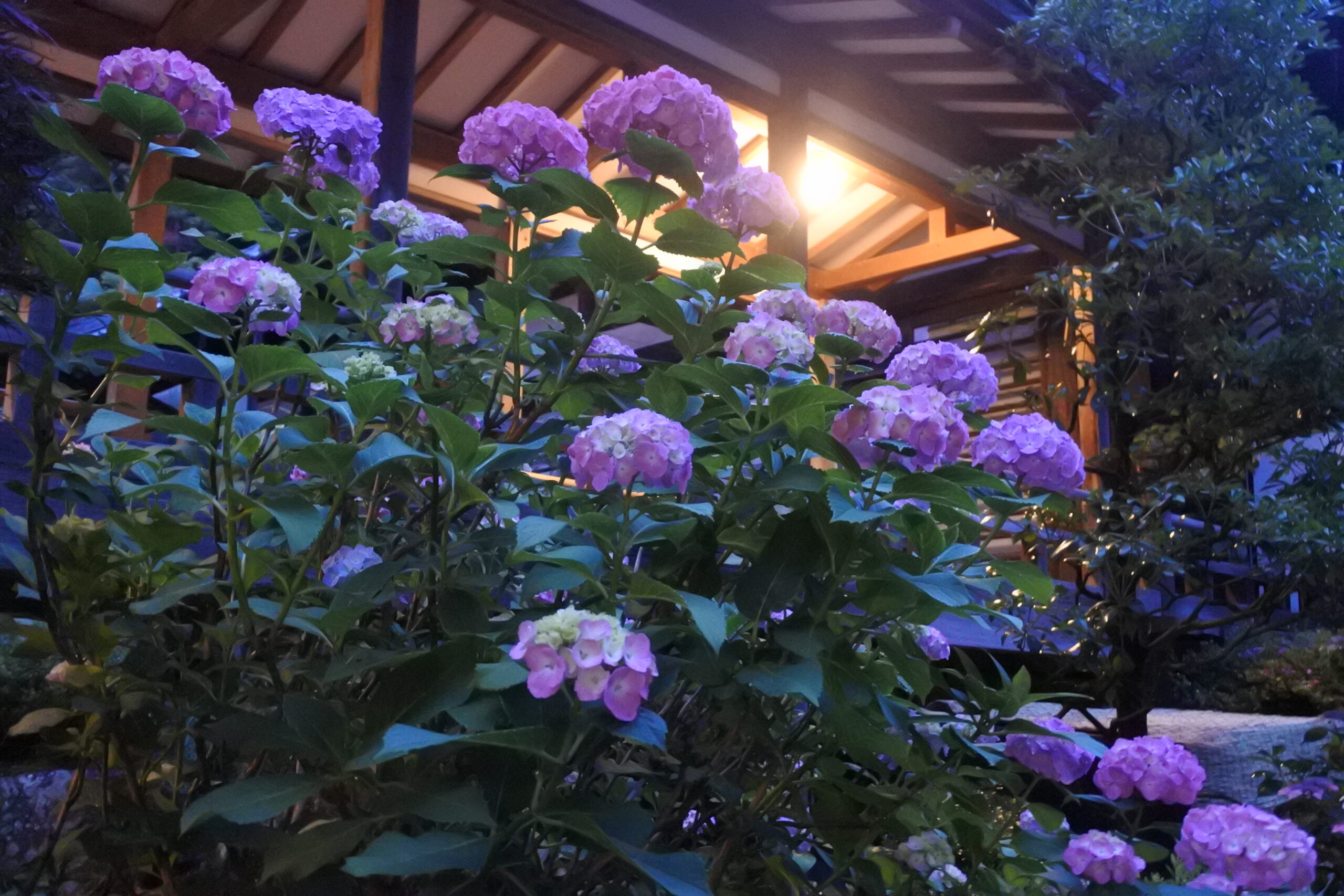 雨引観音「あじさい祭」