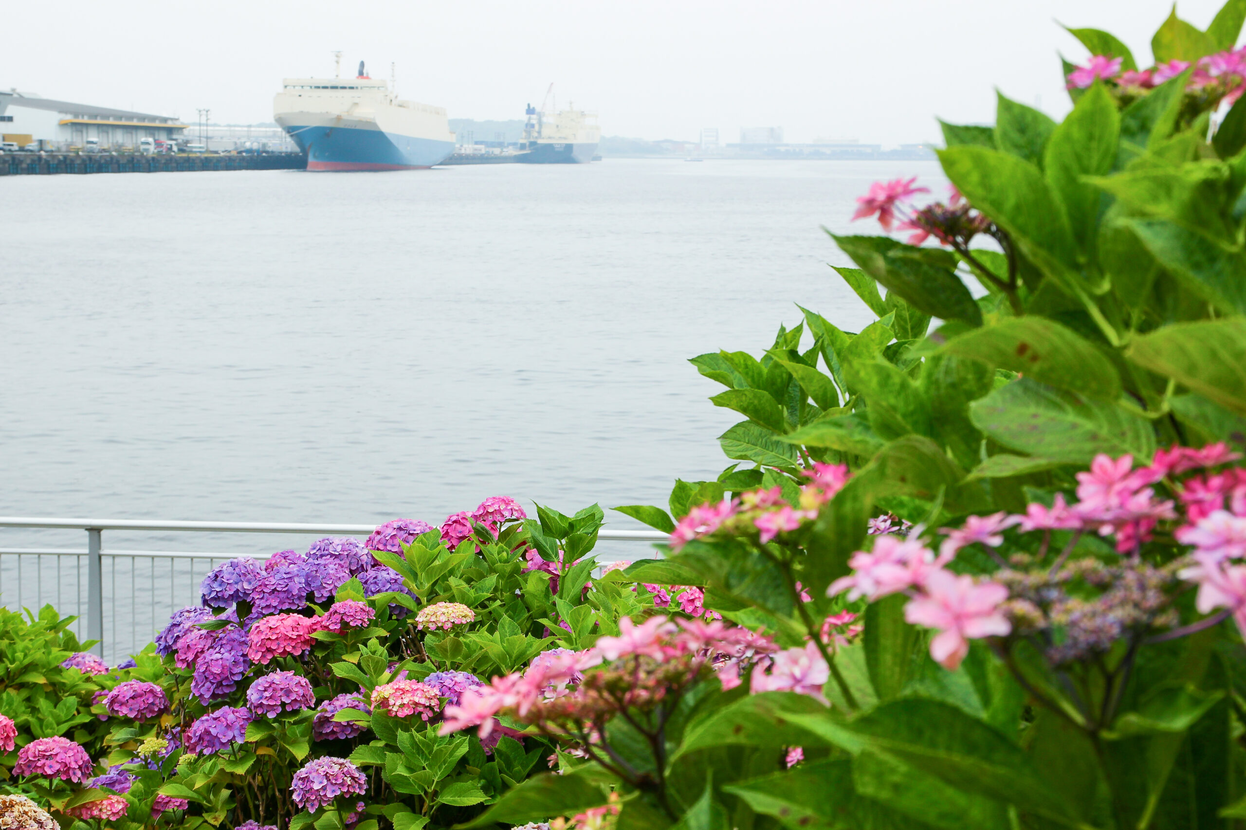 お台場あじさい