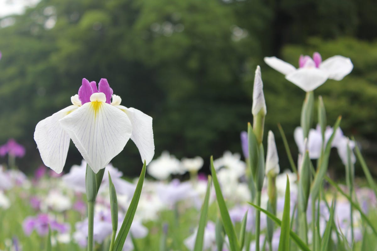 今が見頃 見逃さないで 期間限定開園 染谷花しょうぶ園 の梅雨はこんなに色鮮やか オマツリジャパン あなたと祭りをつなげるメディア 今が見頃 見逃さないで 期間限定開園 染谷花しょうぶ園 の梅雨はこんなに色鮮やか オマツリジャパン あなたと祭りをつなげるメディア