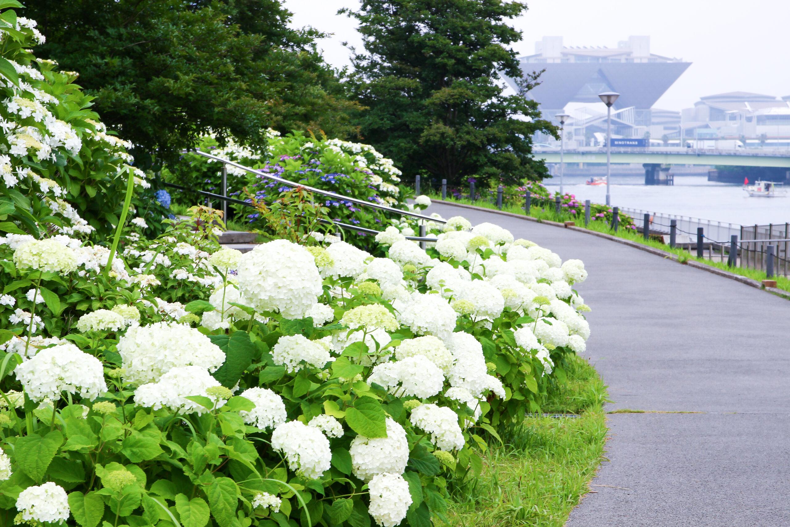 お台場あじさい