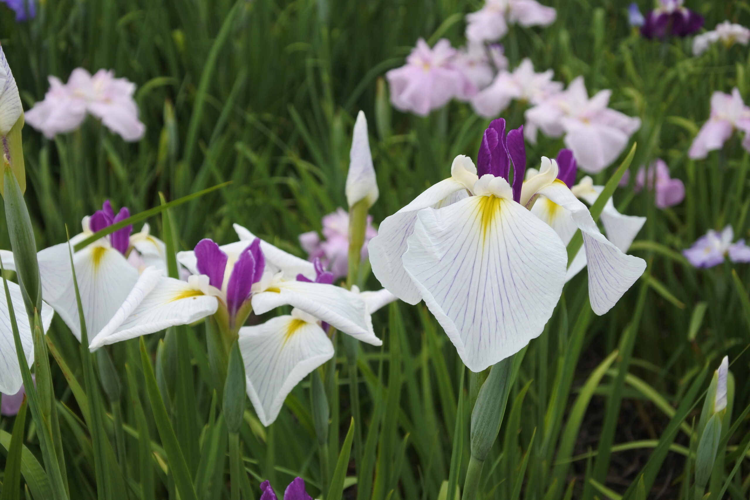 染谷花しょうぶ園