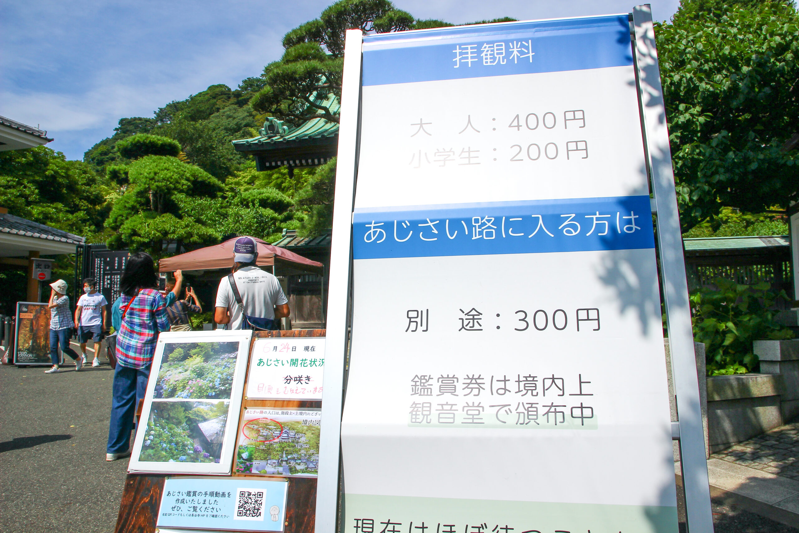 長谷寺のあじさいが見頃に！鎌倉の初夏に彩られた境内を散策して楽しめる｜株式会社オマツリジャパン