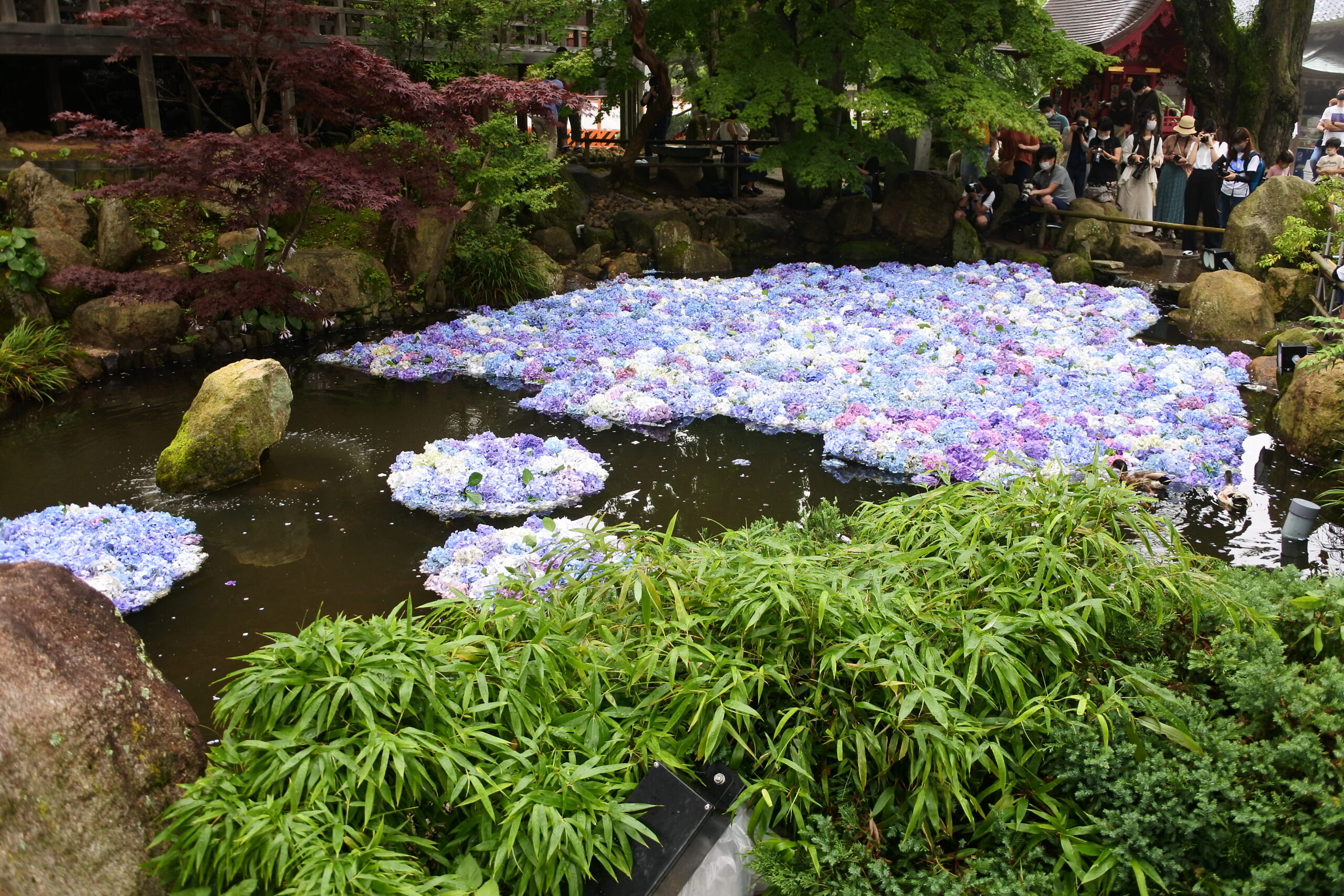 雨引観音「あじさい祭」