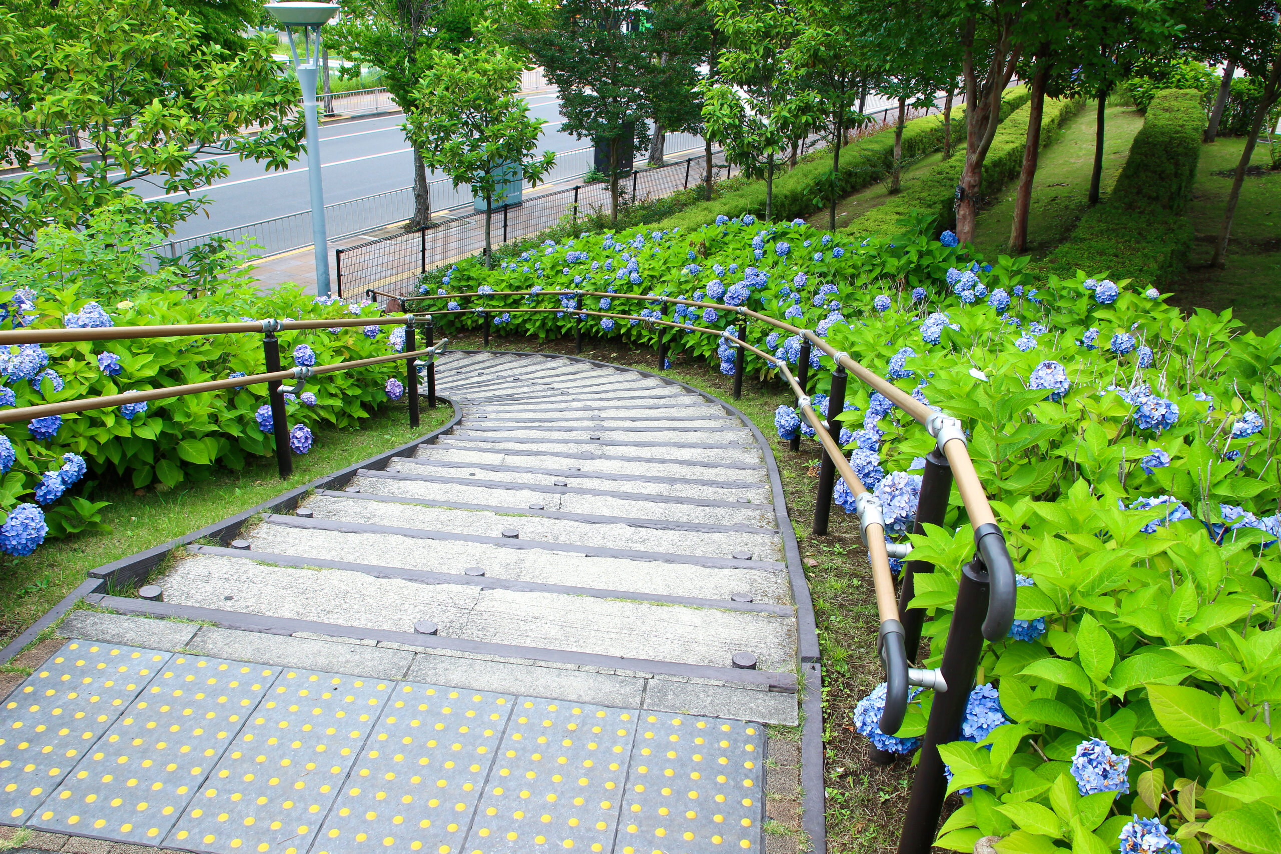 お台場あじさい