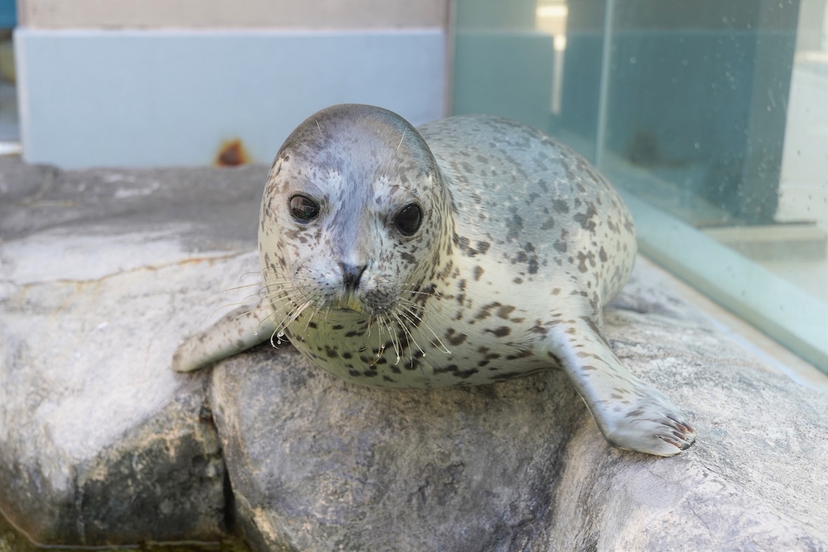 ゴマフアザラシ おんぷ