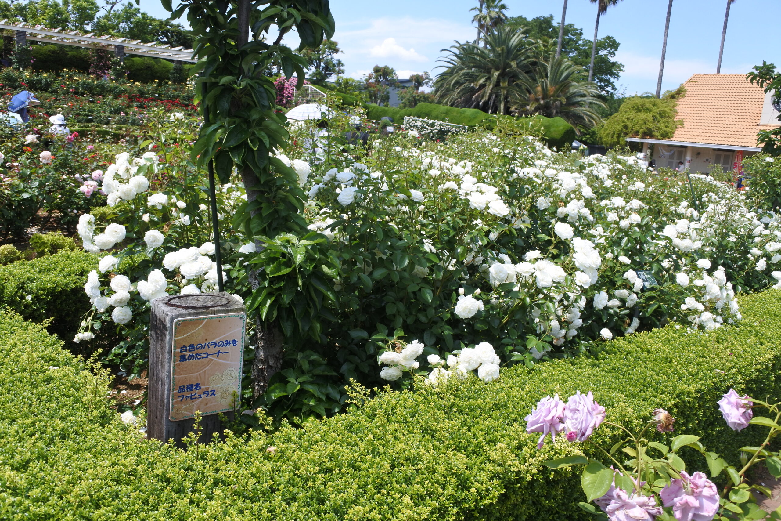 谷津バラ園