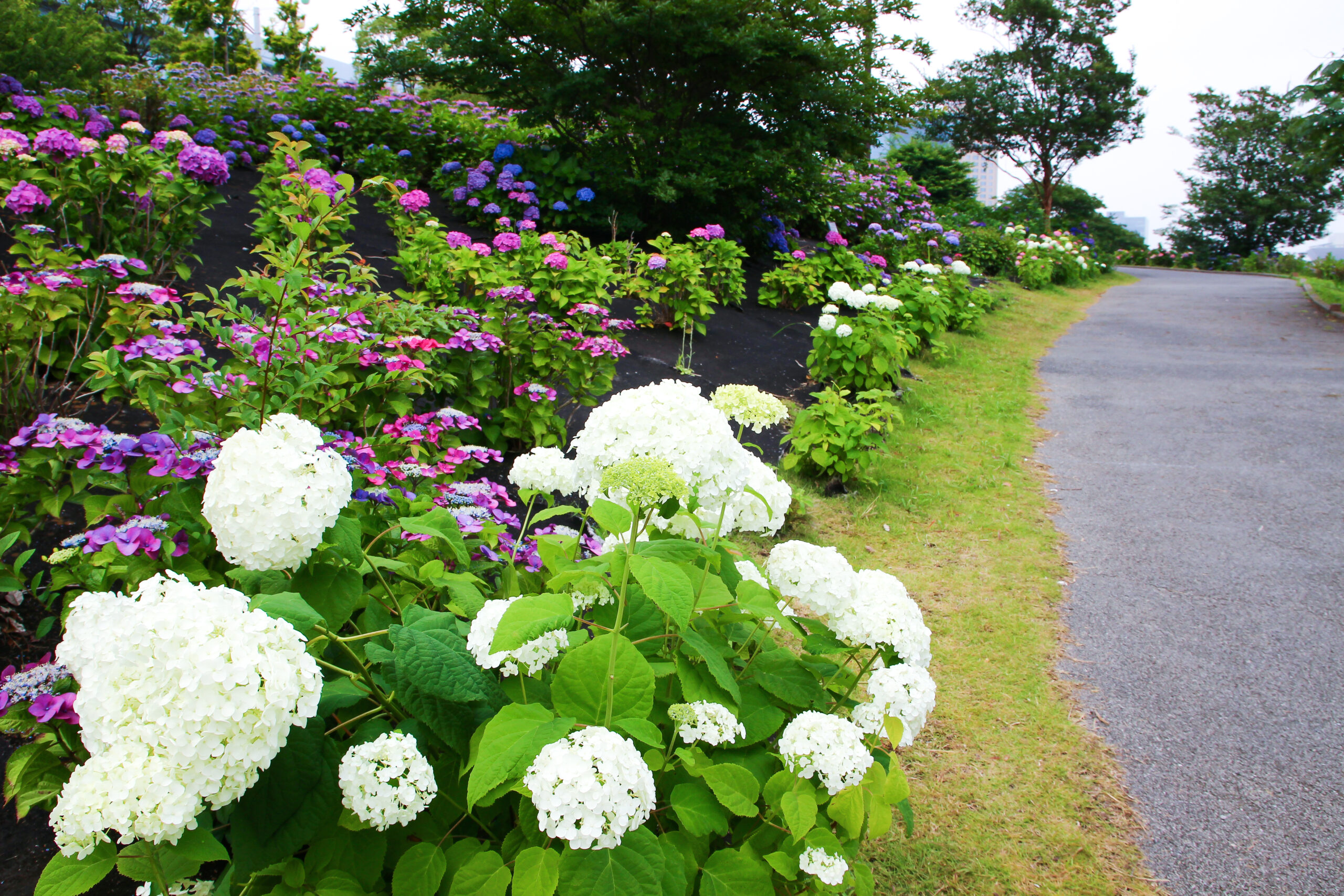 お台場あじさい