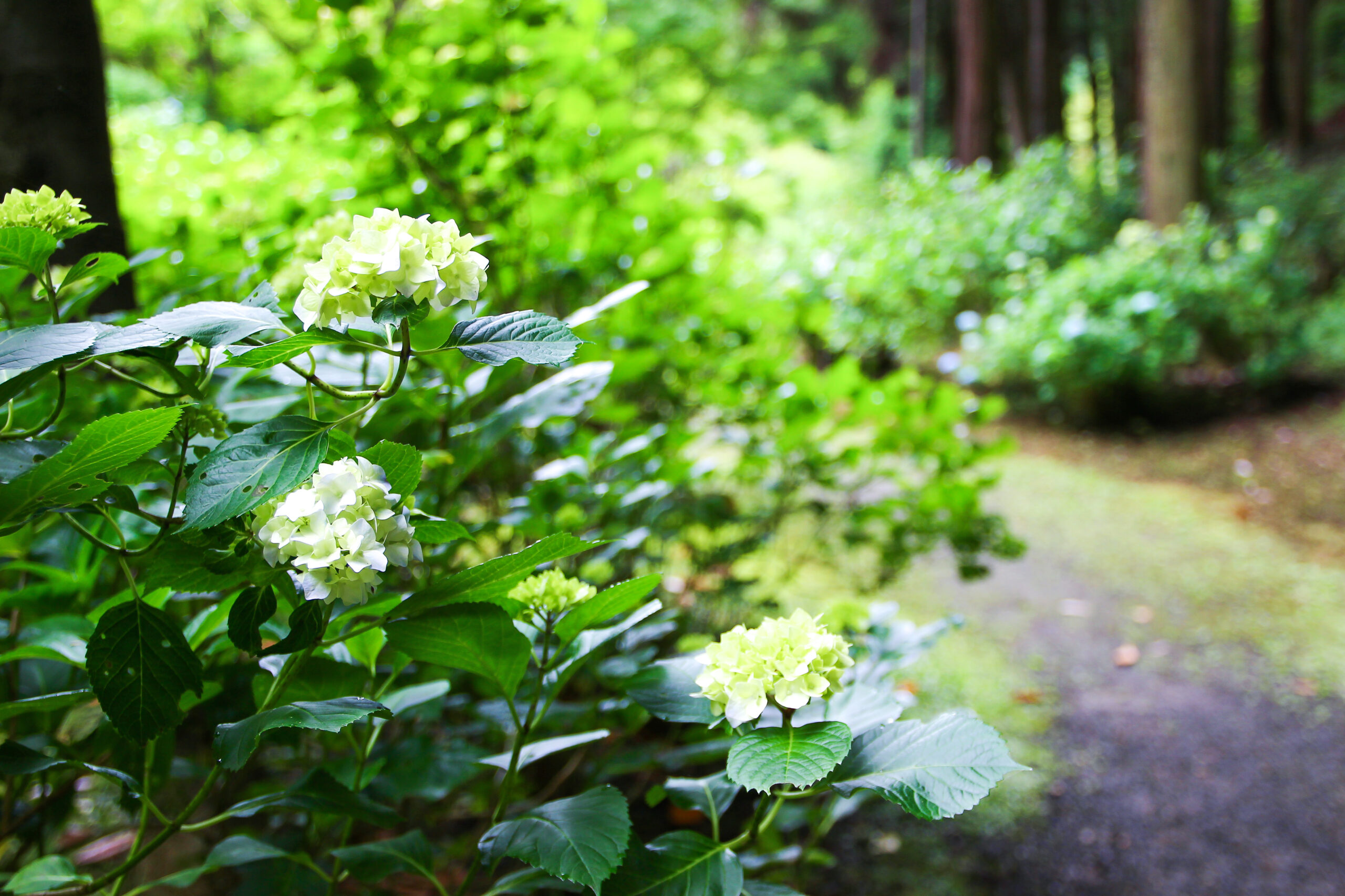 水戸のあじさいまつり