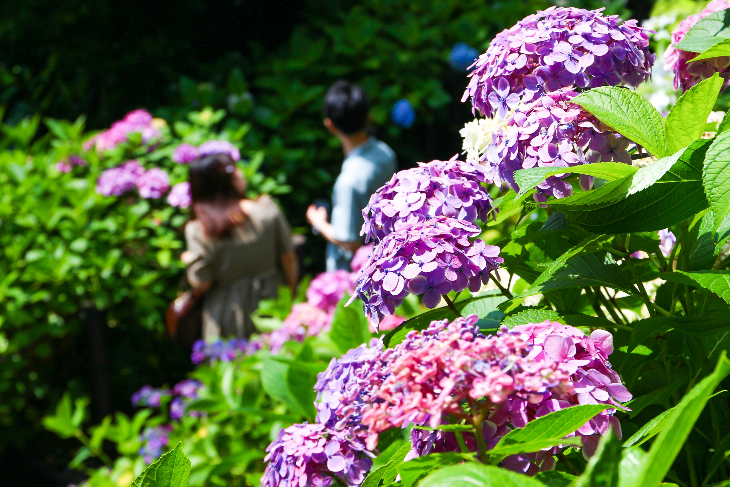 長谷寺あじさい