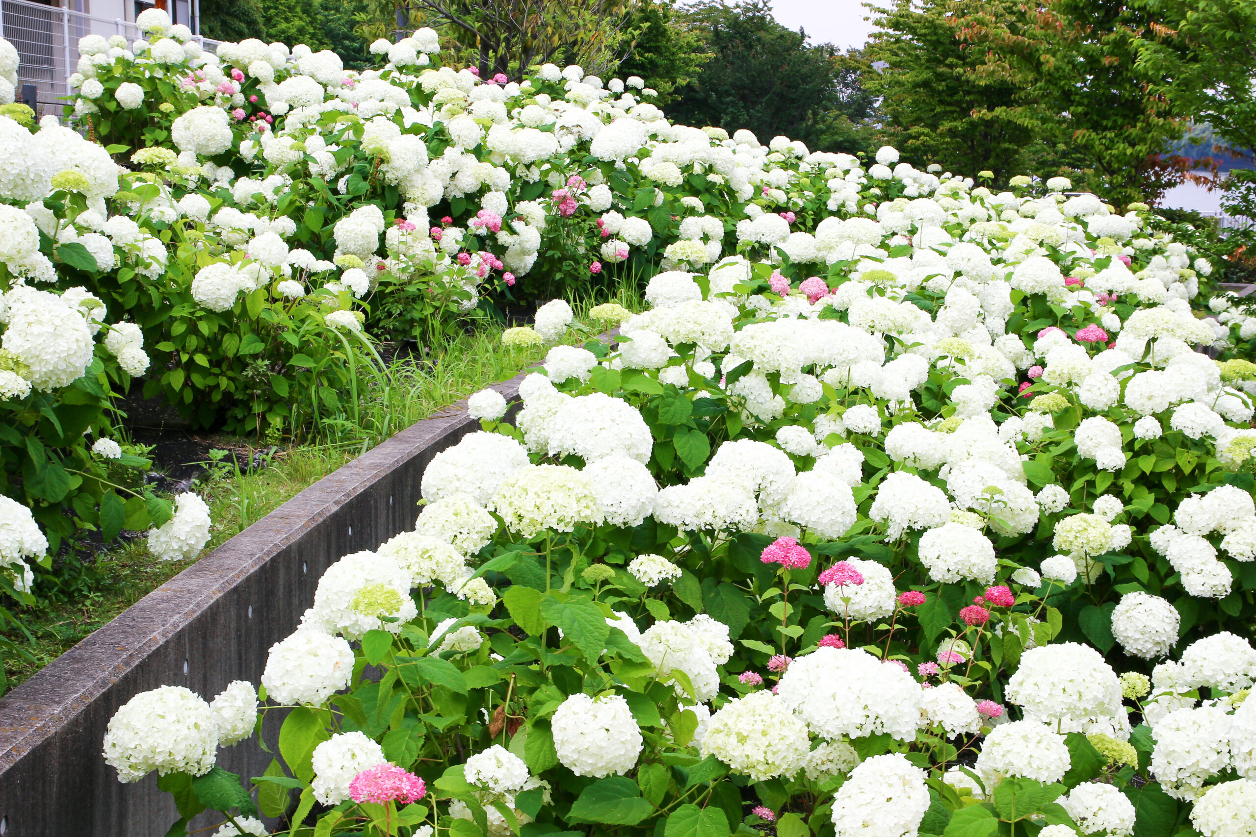 お台場あじさい