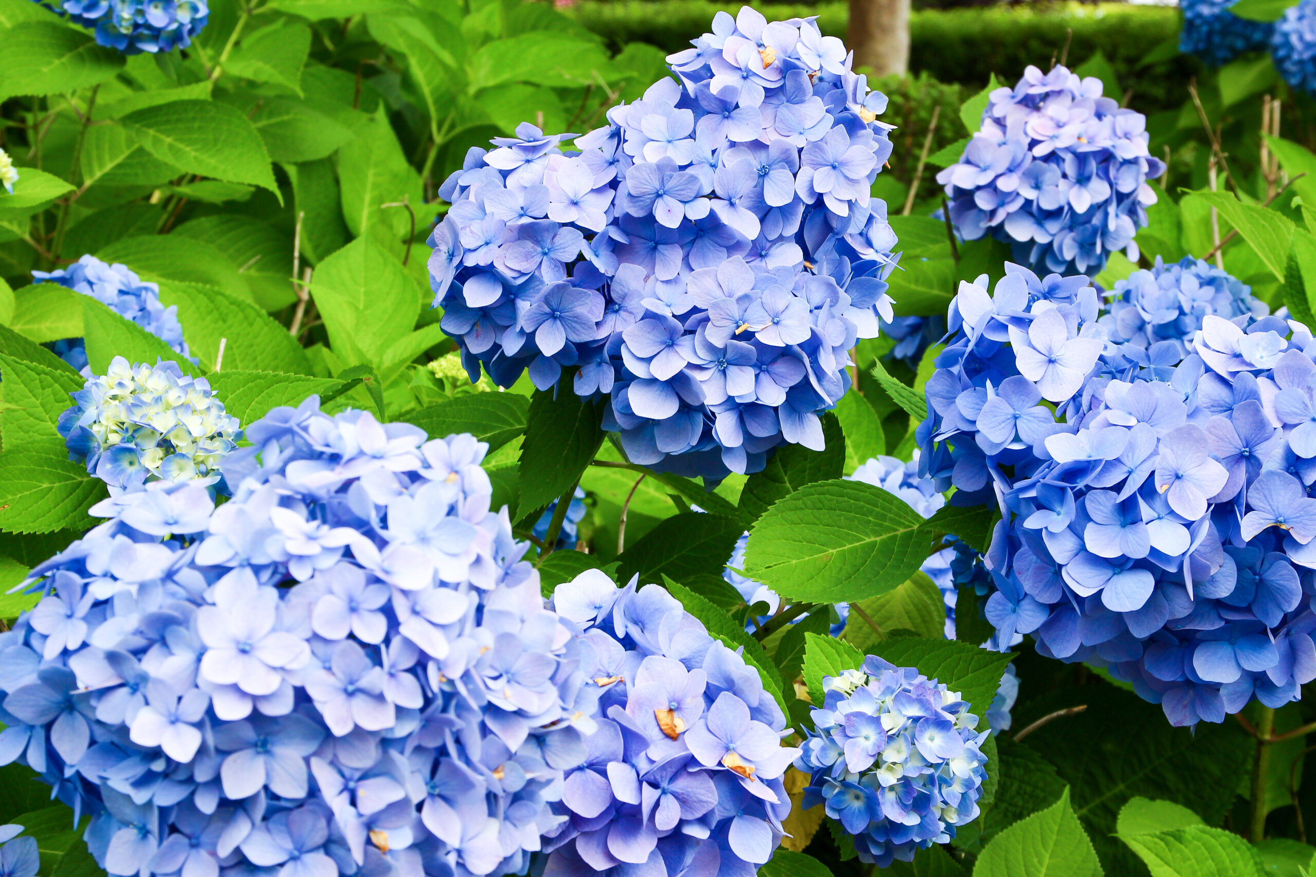 お台場あじさい