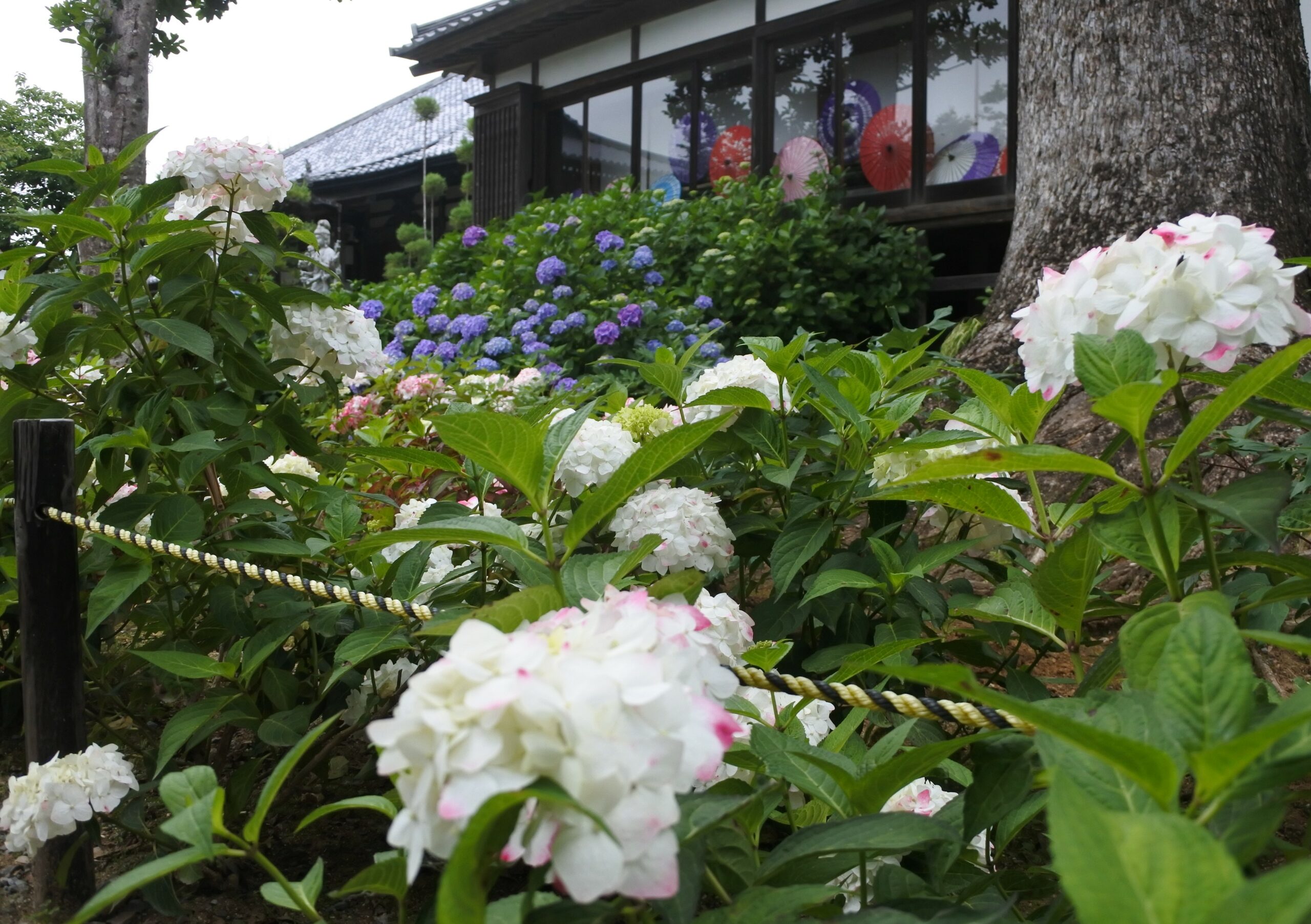 雨引観音「あじさい祭」
