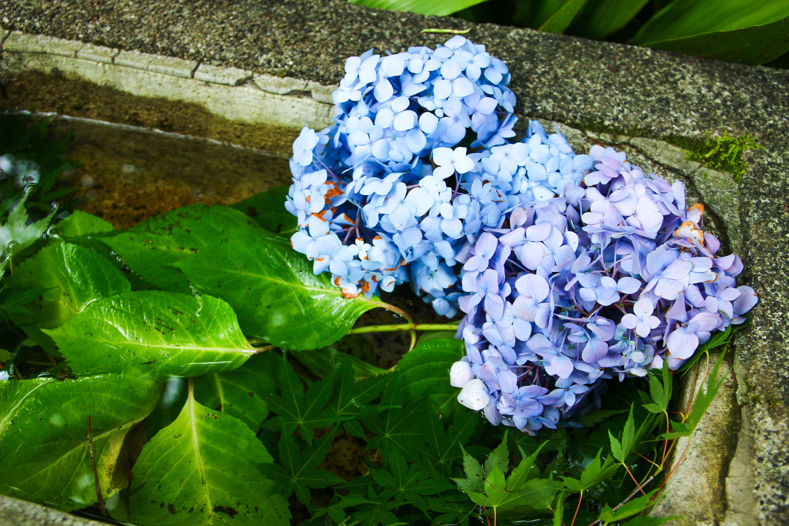 愛宕神社ほおづき縁日