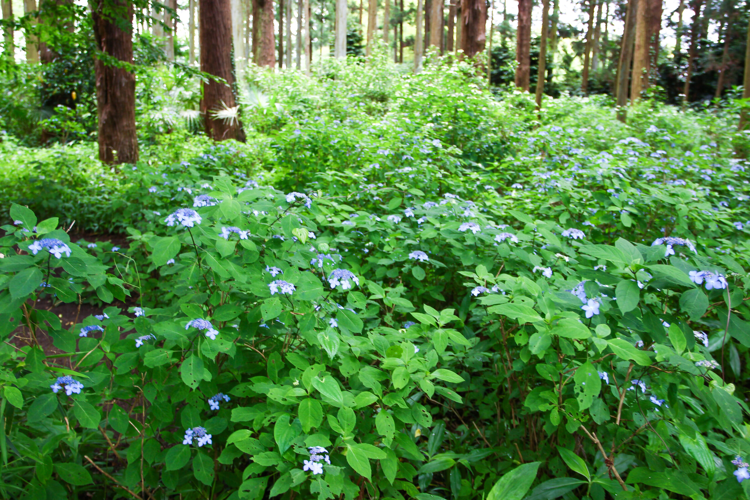 水戸のあじさいまつり