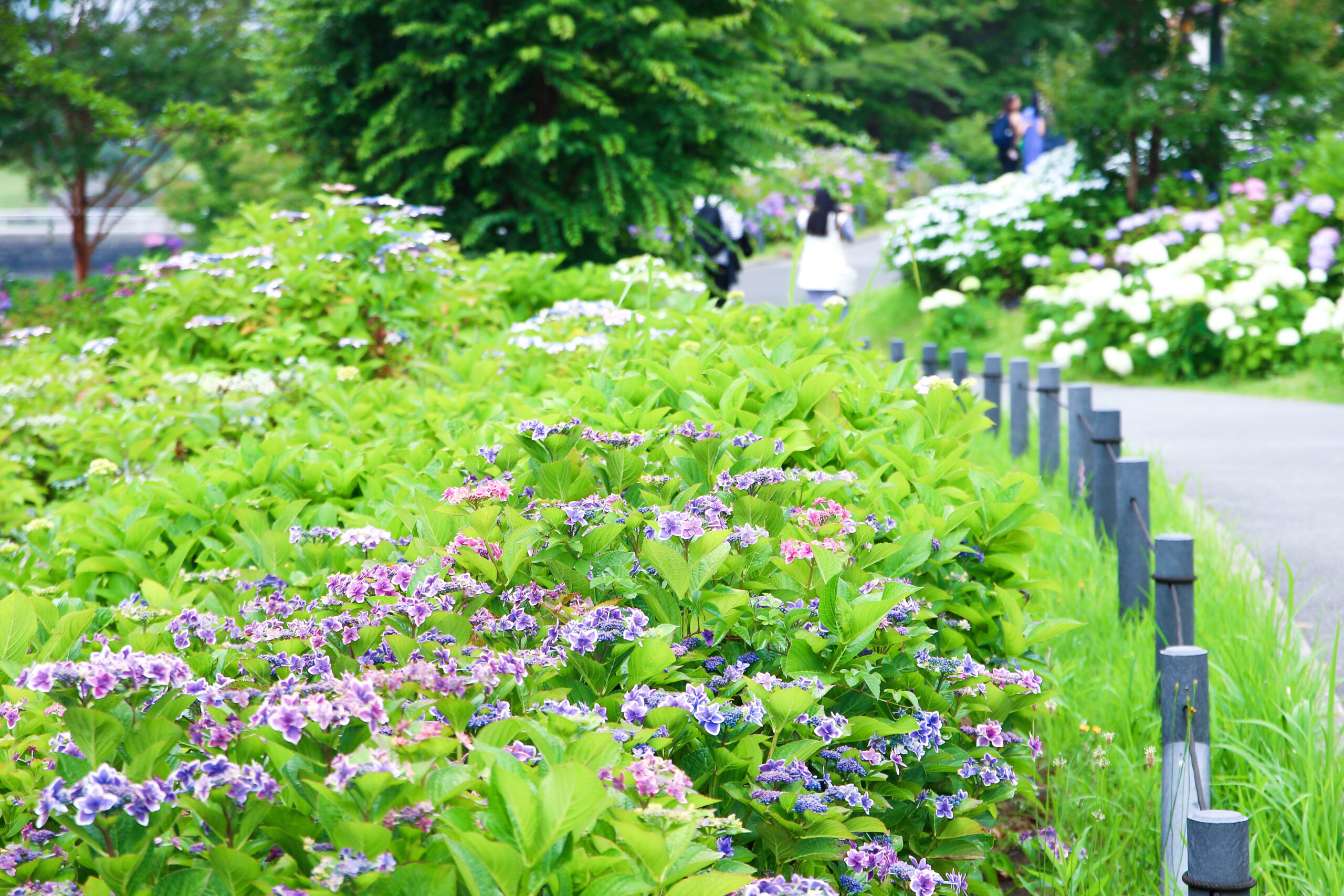 お台場あじさい