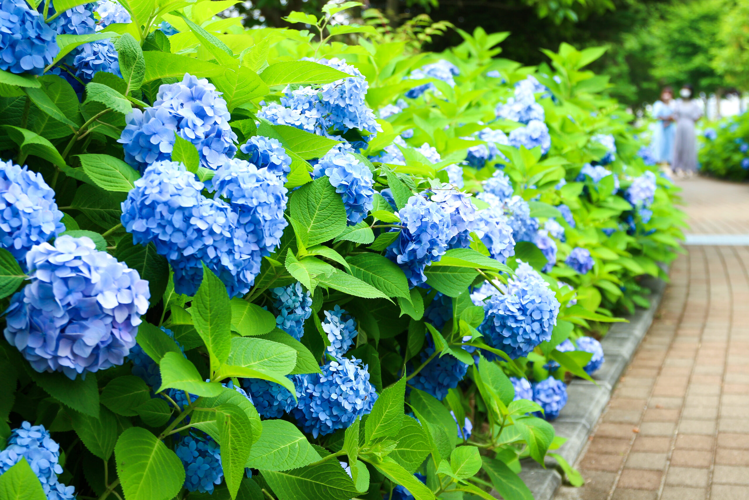 お台場あじさい