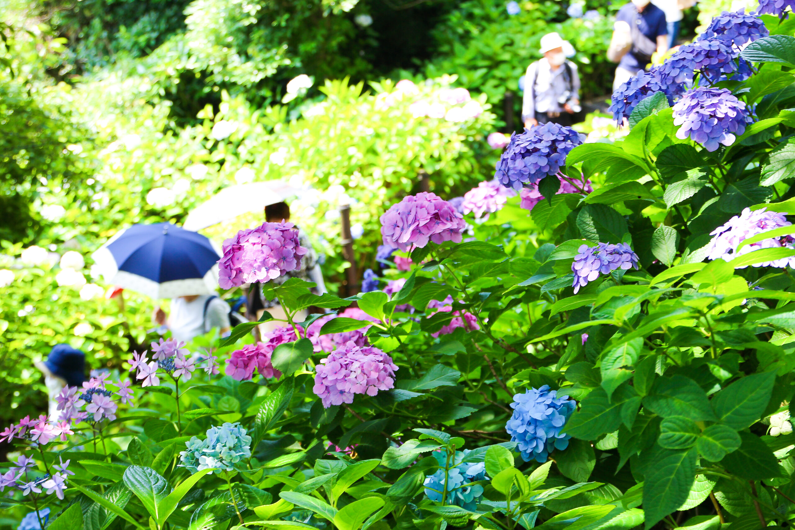 長谷寺あじさい