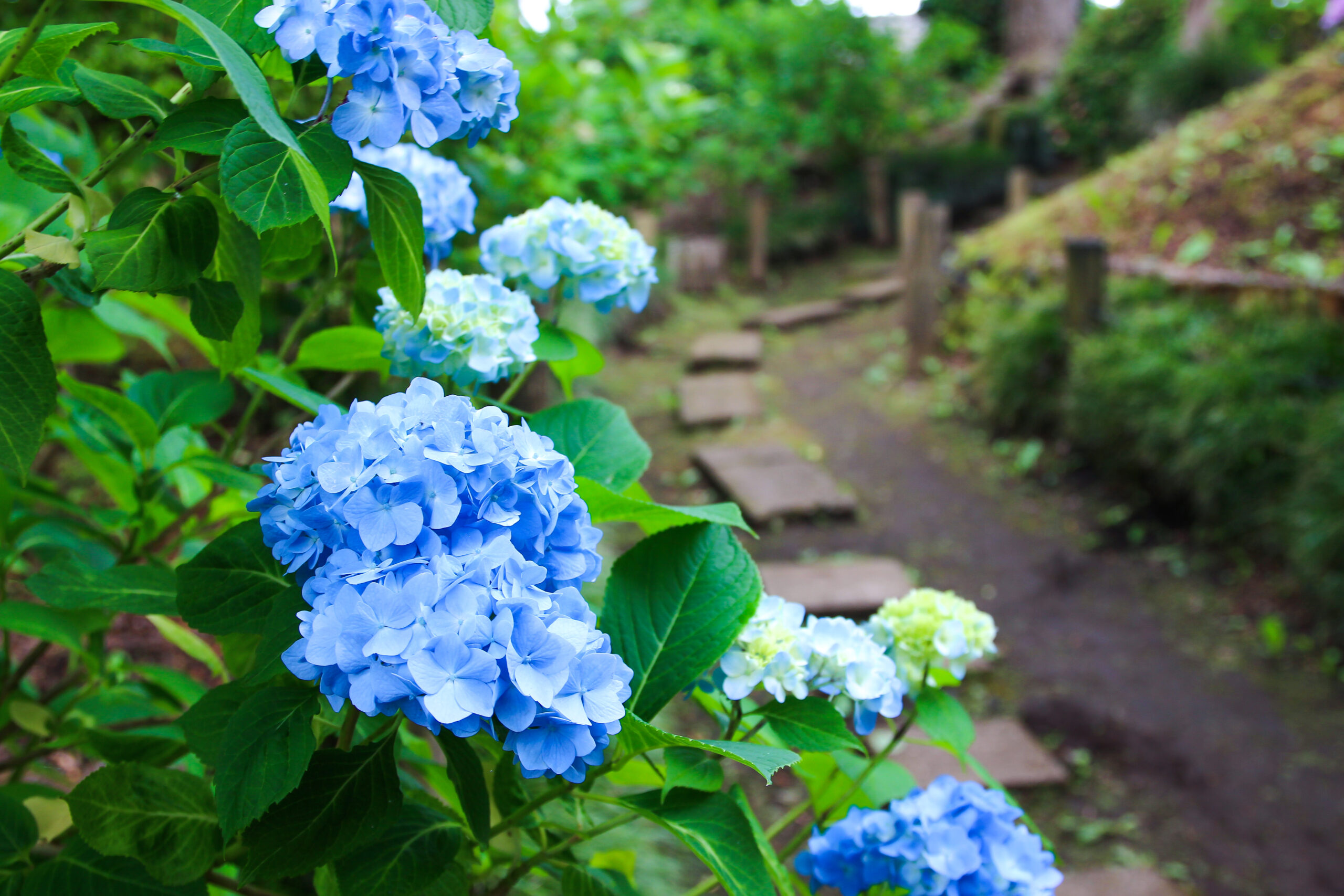 水戸のあじさいまつり