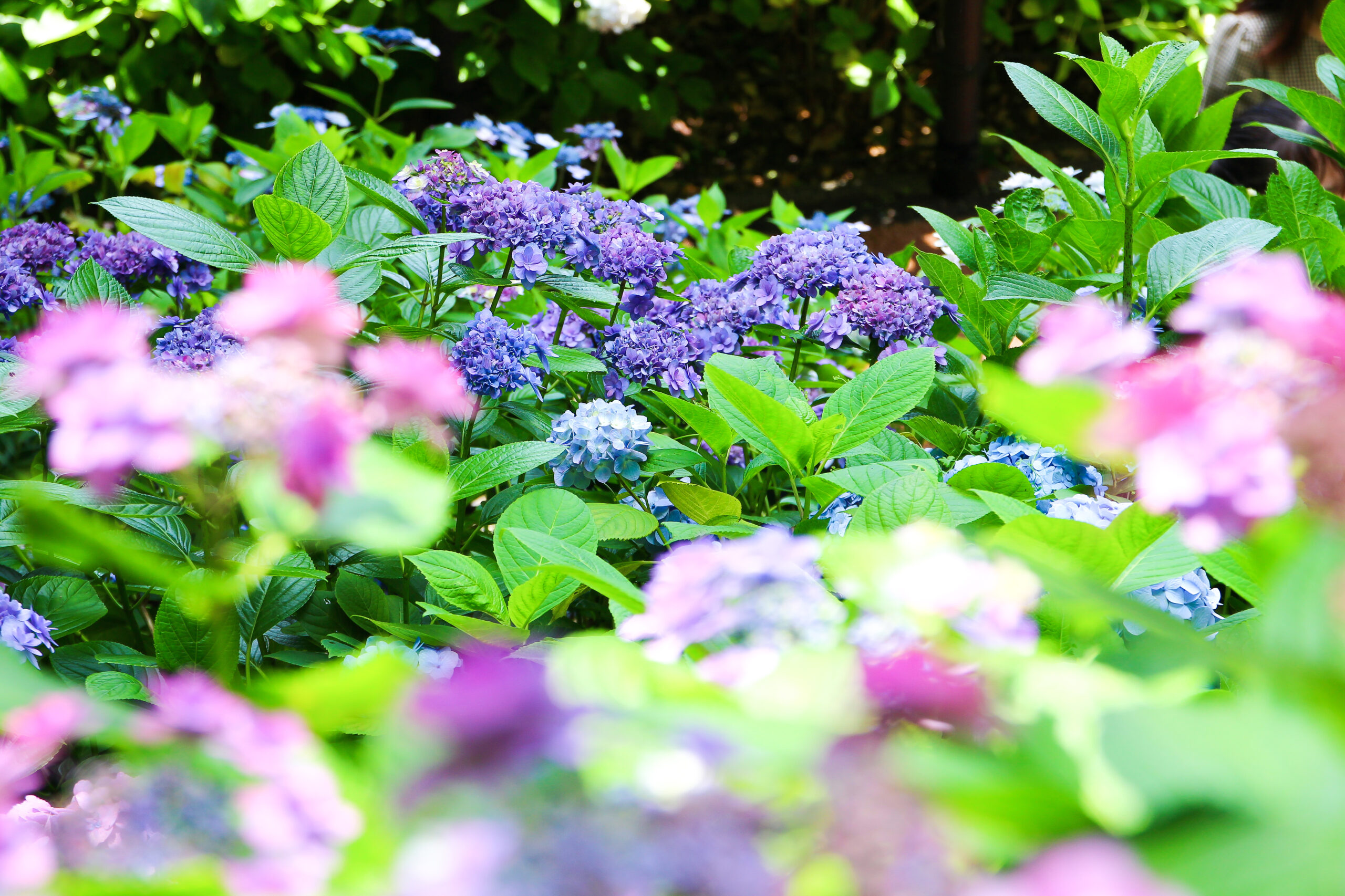 長谷寺あじさい