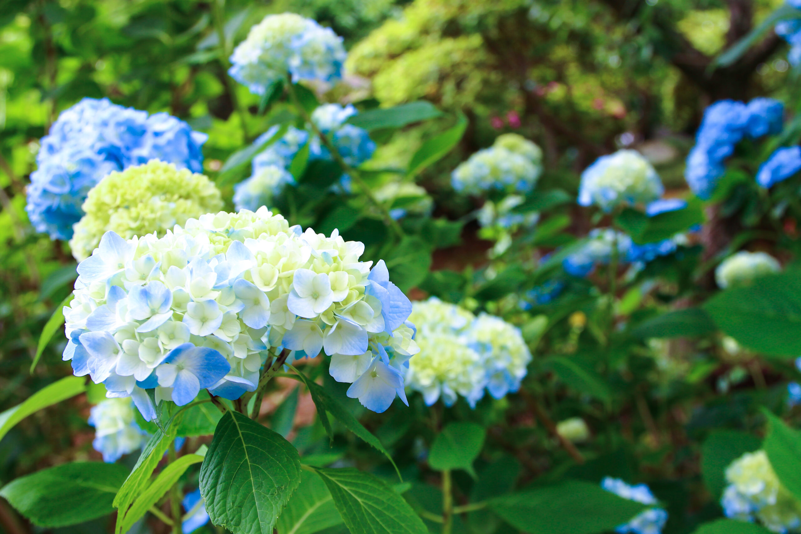 水戸のあじさいまつり