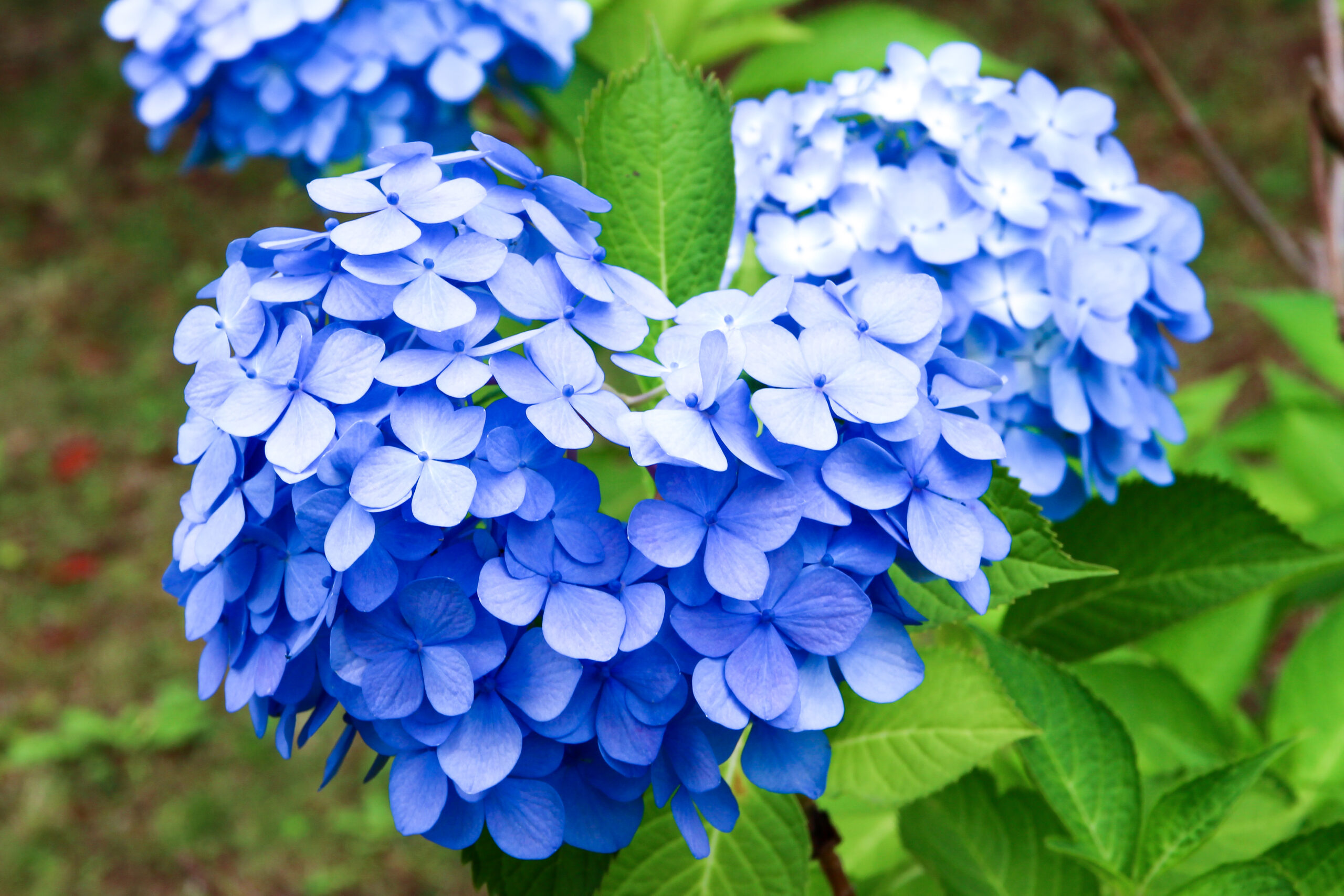 お台場あじさい