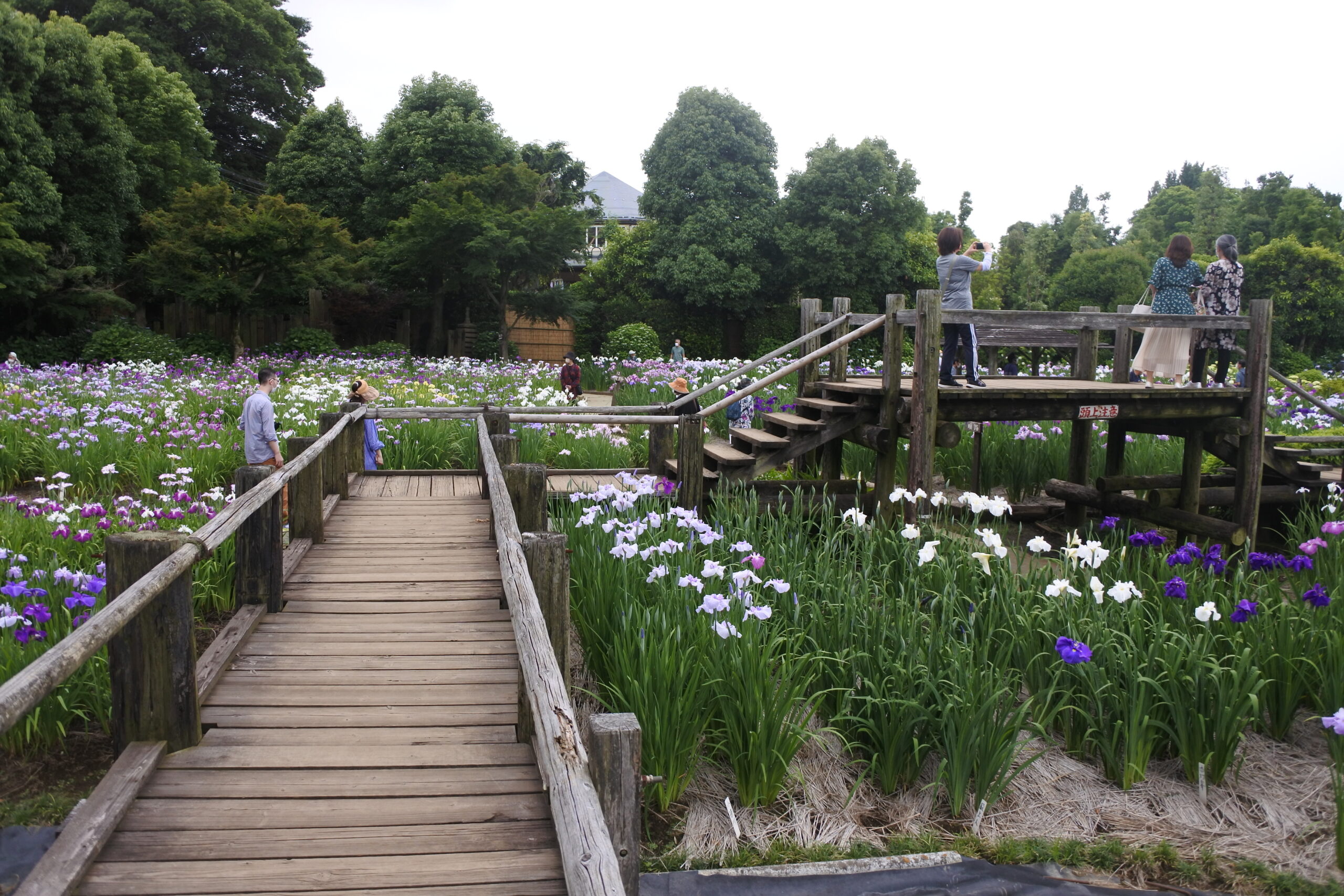 染谷花しょうぶ園
