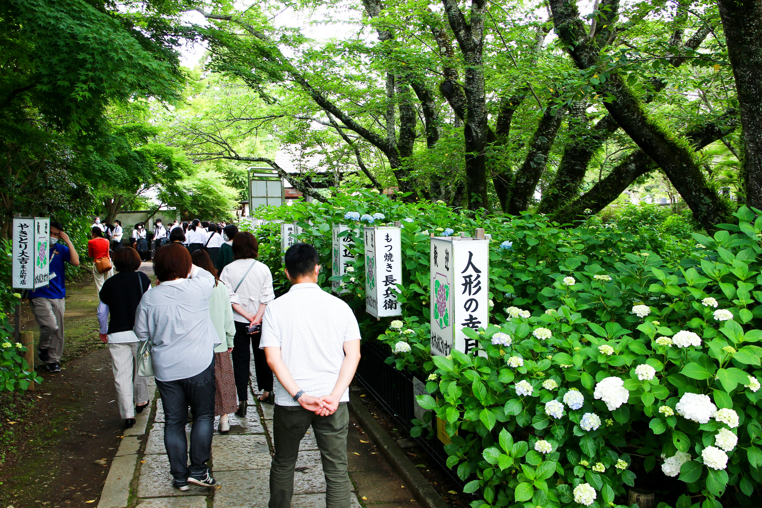 水戸のあじさいまつり