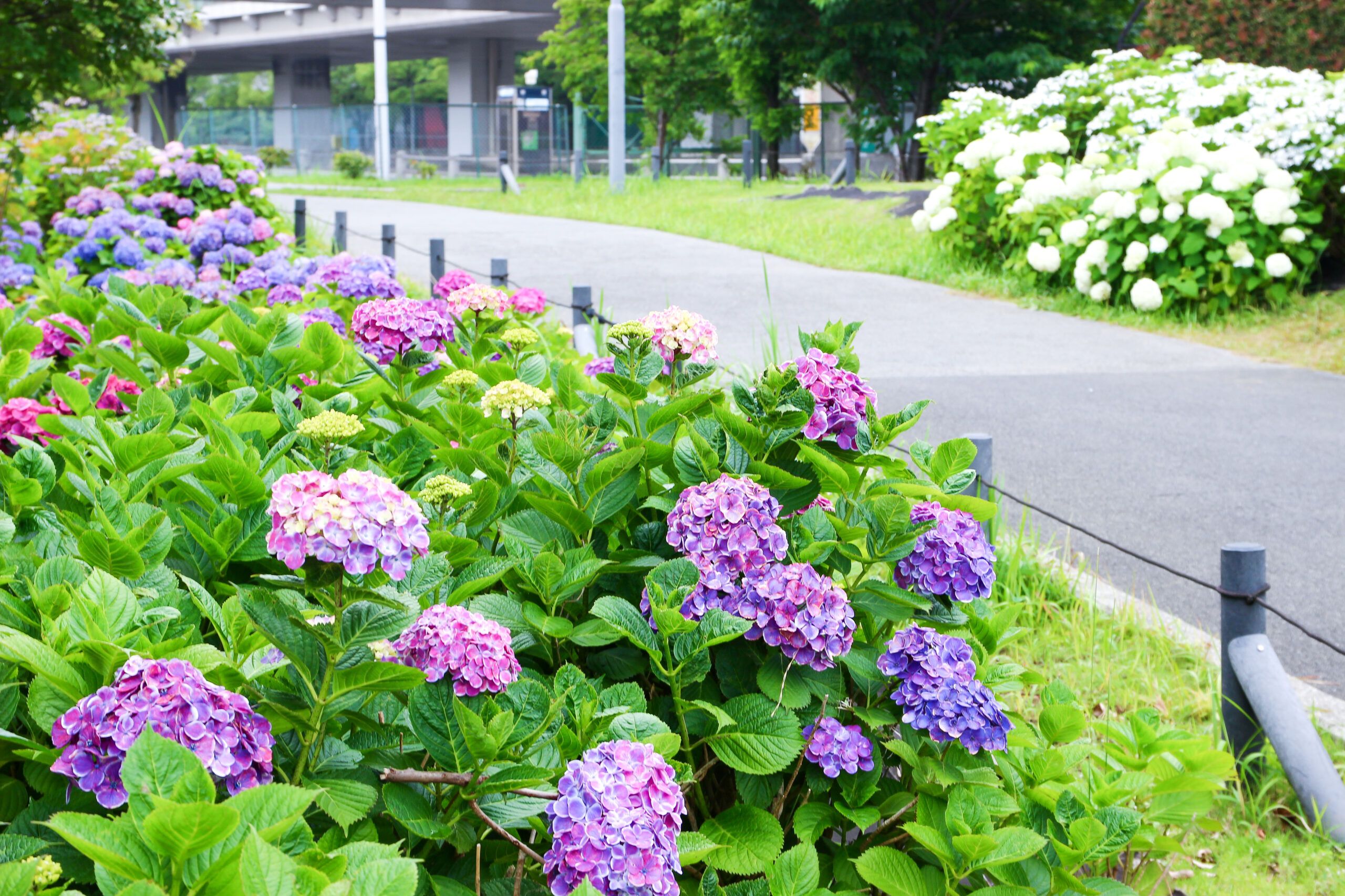 お台場あじさい